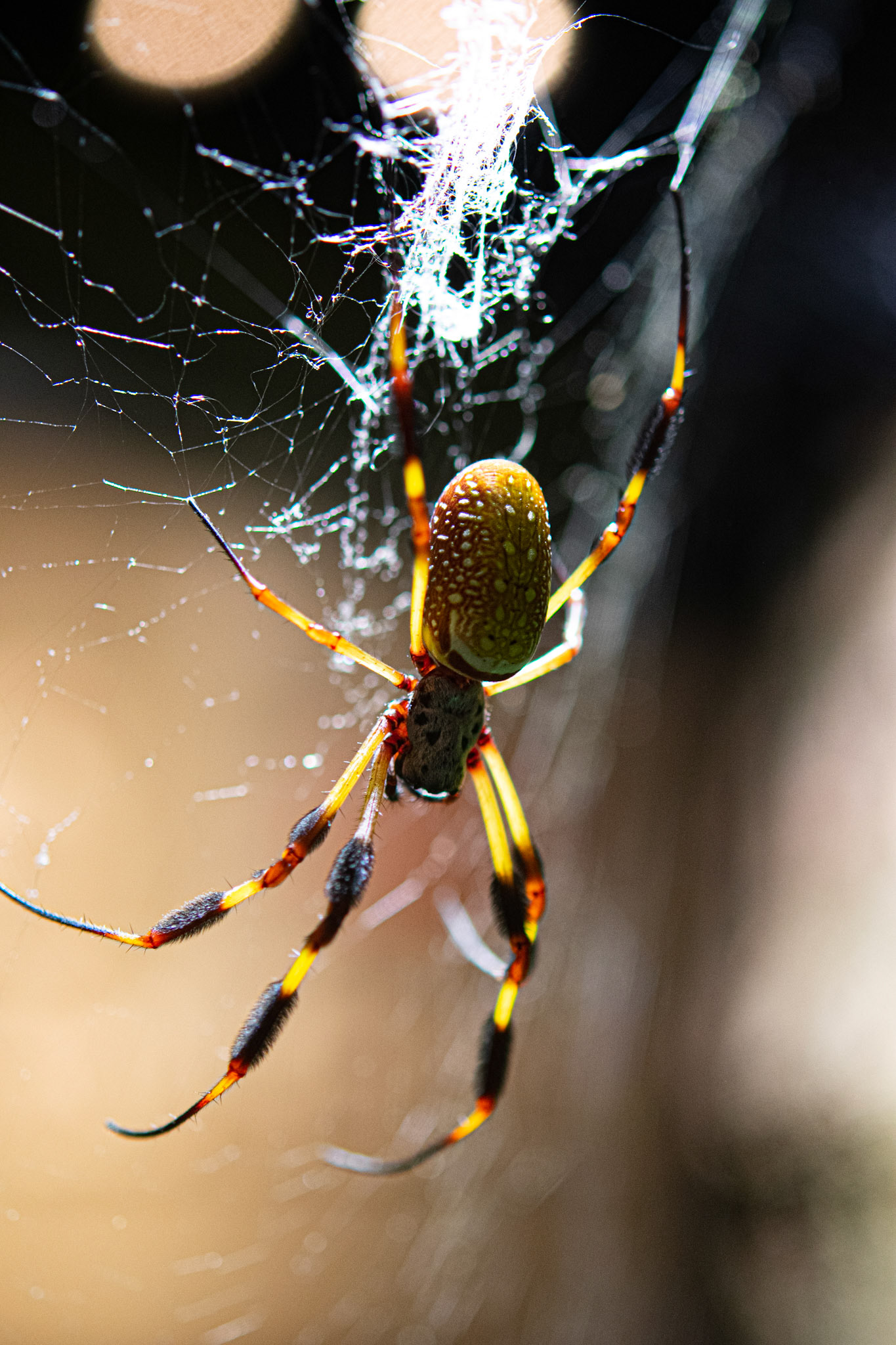 American Golden OrbWeaver on Web
