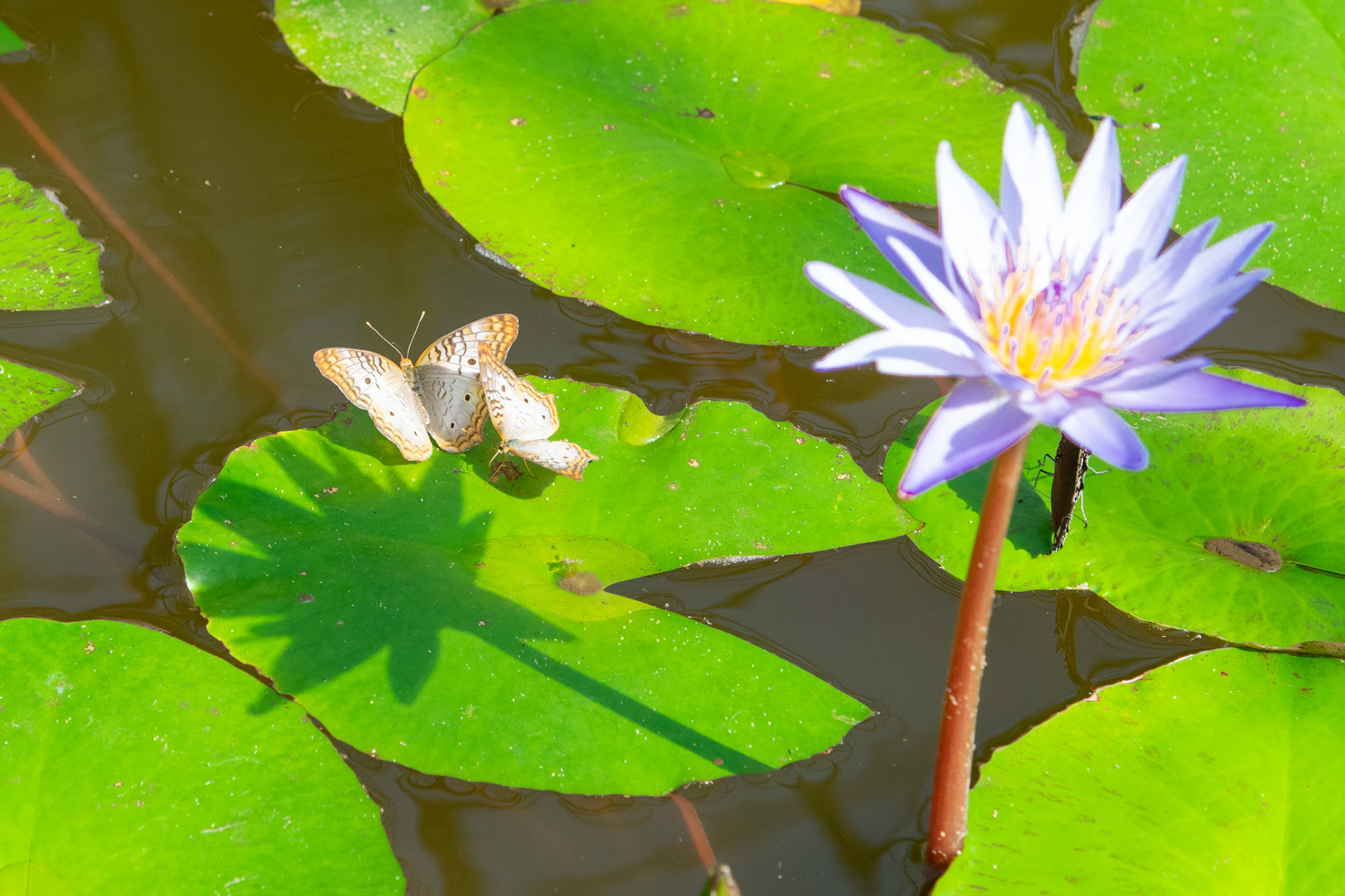 White Peacock on Lily