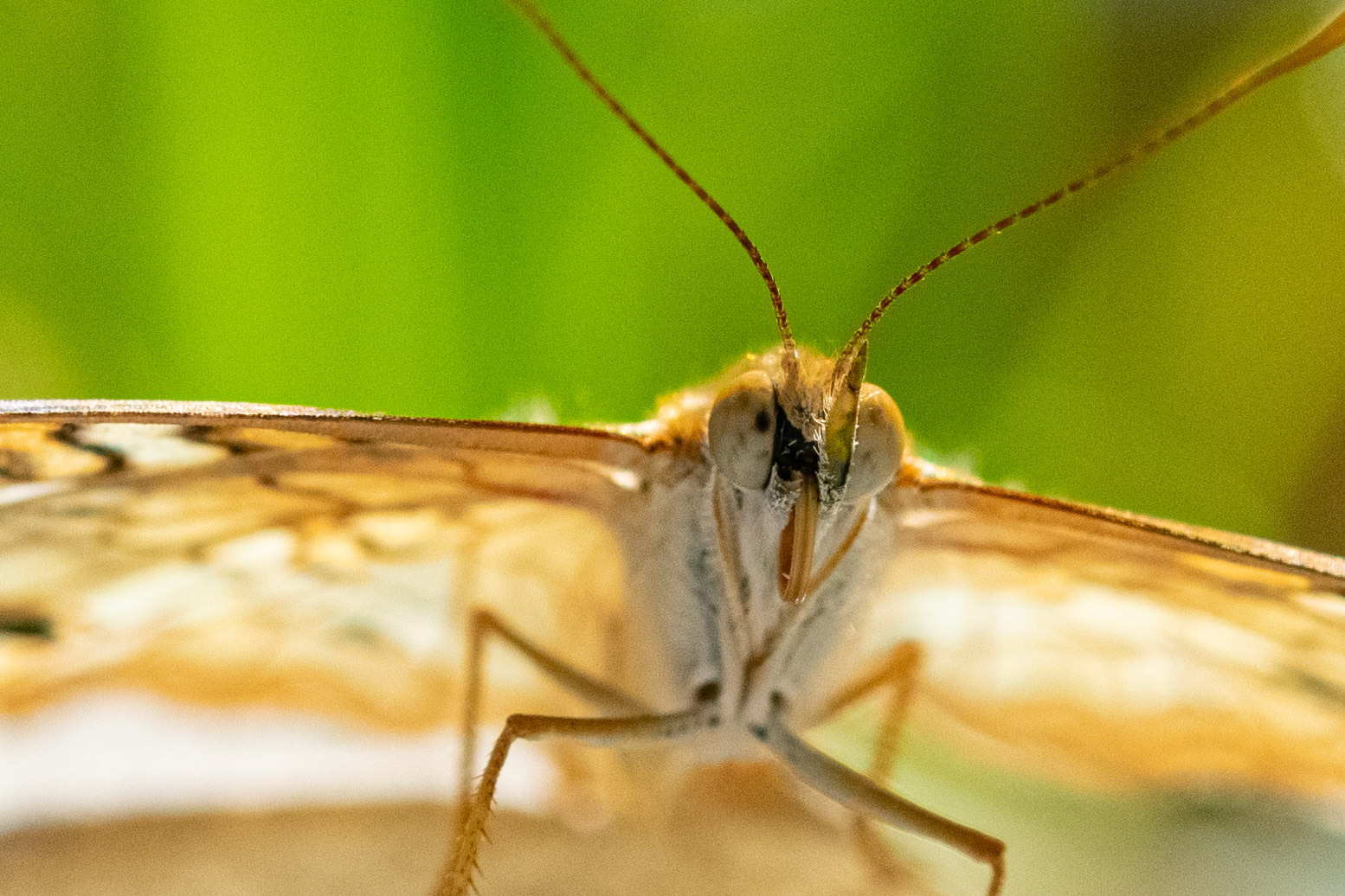 White Peacock Face