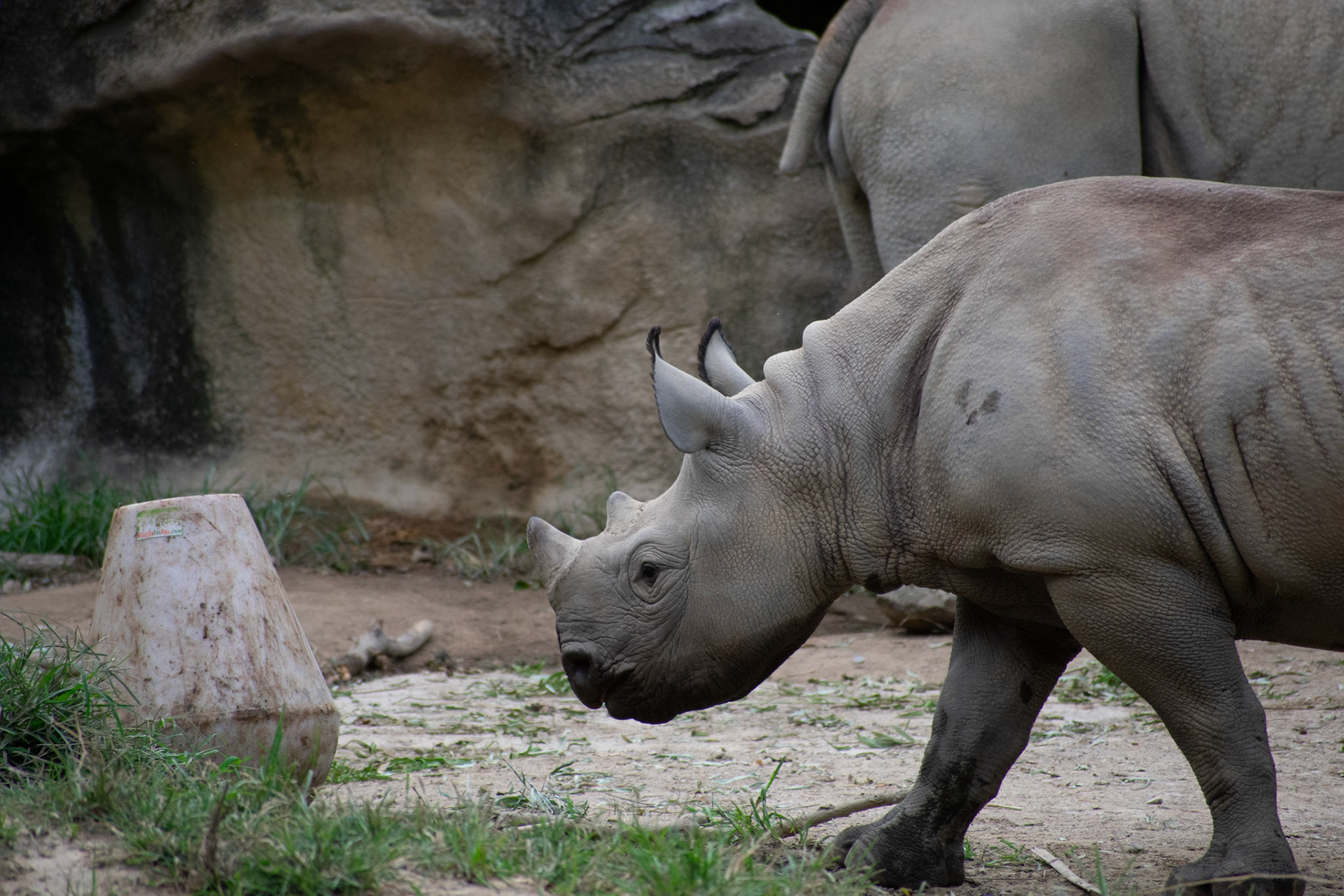 Ajani Joe the Black Rhino