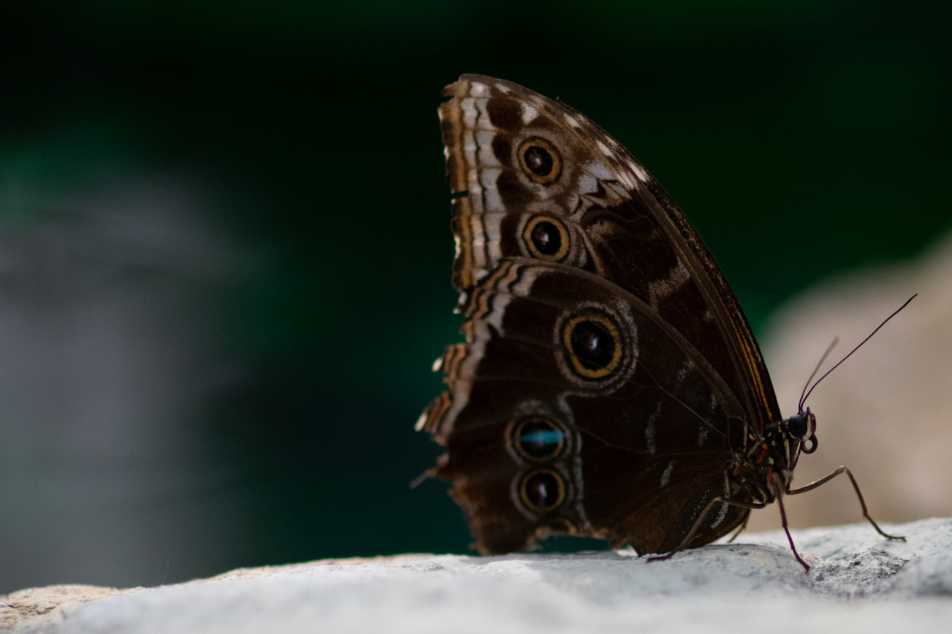 Emperor Moth on Stone