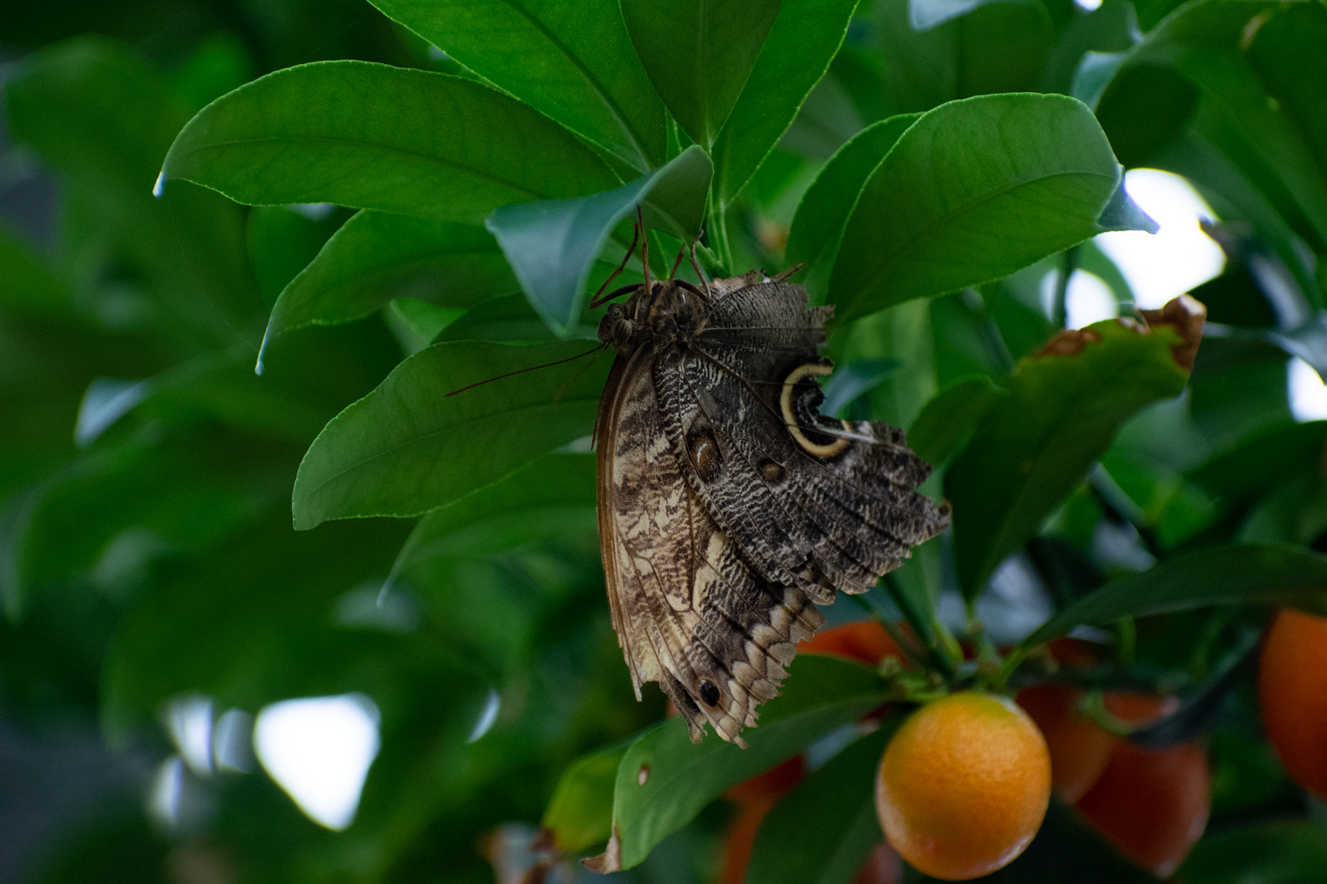 Emperor Moth on Orange Tree