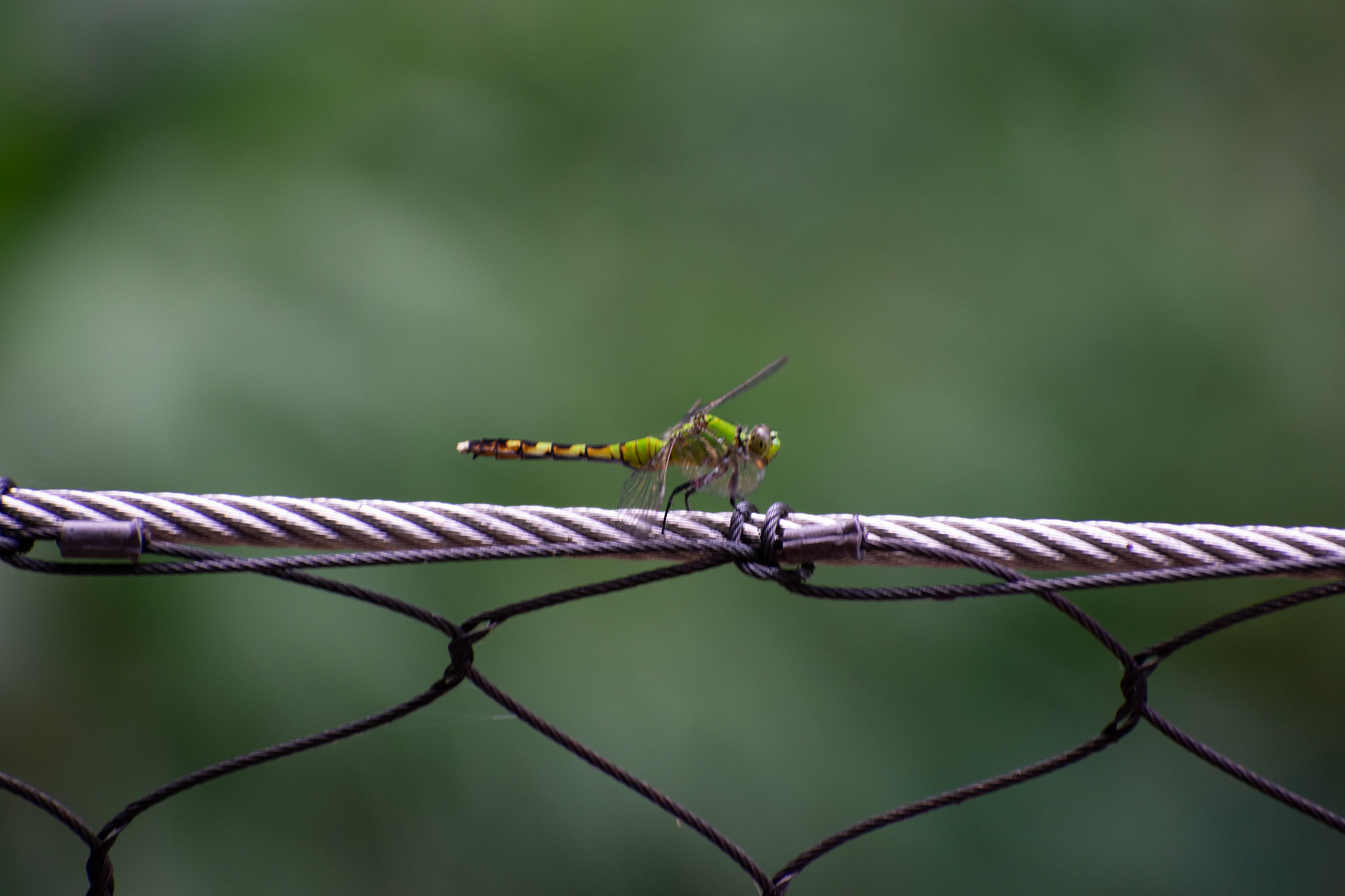 Dragon Fly on Wire