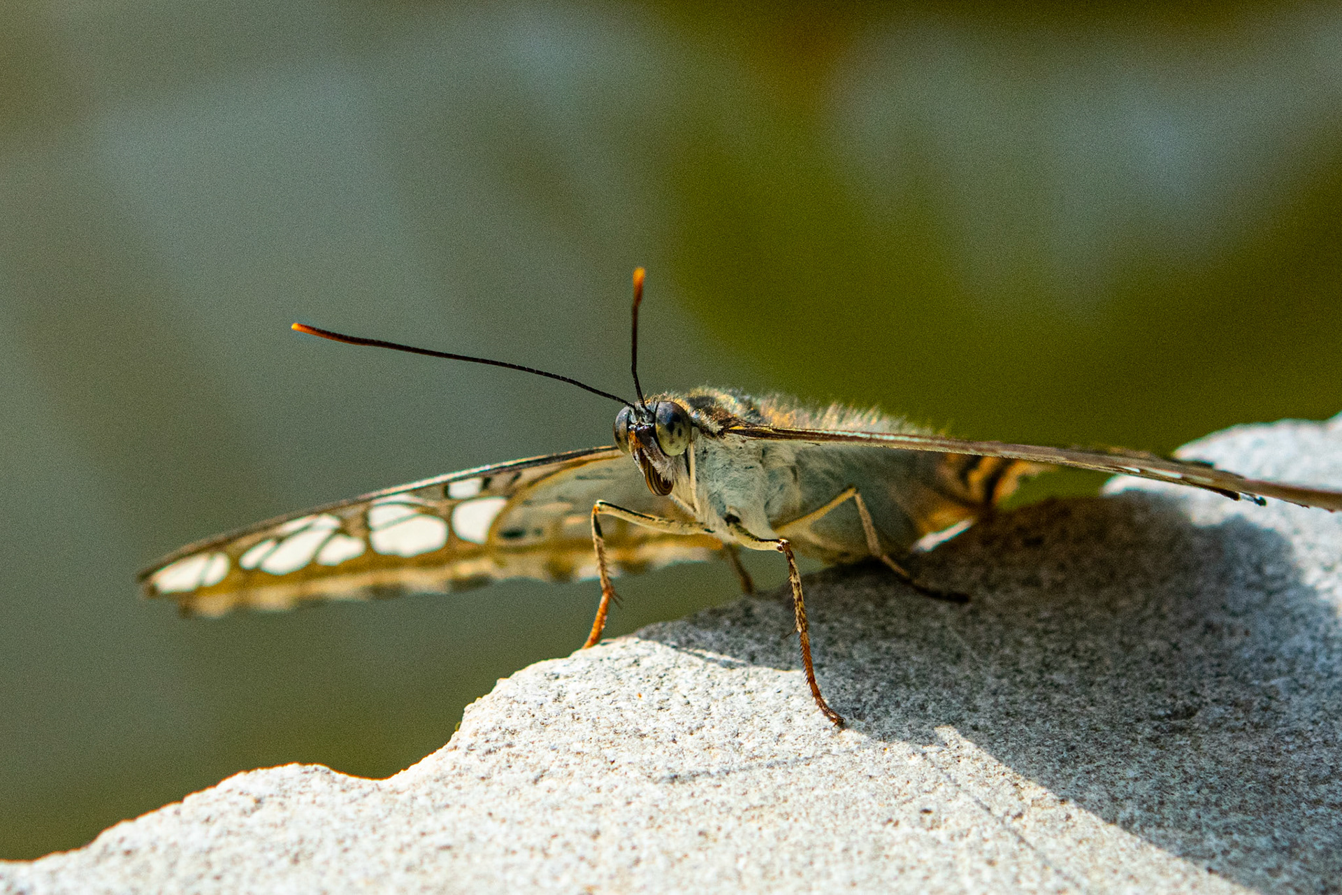 Blue Morpho on Stone