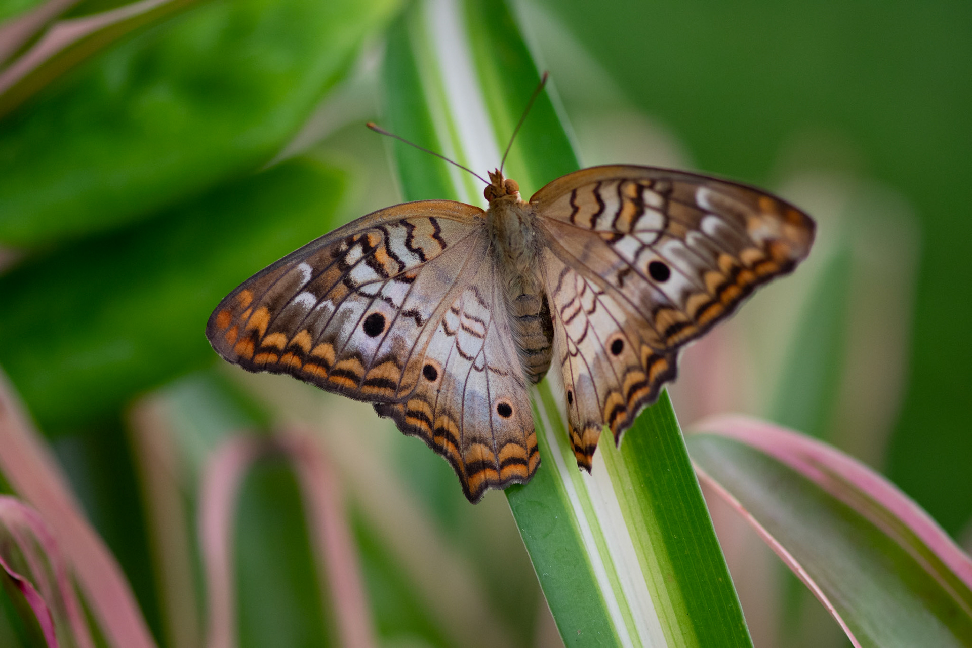 Gossamer-Winged Butterfly