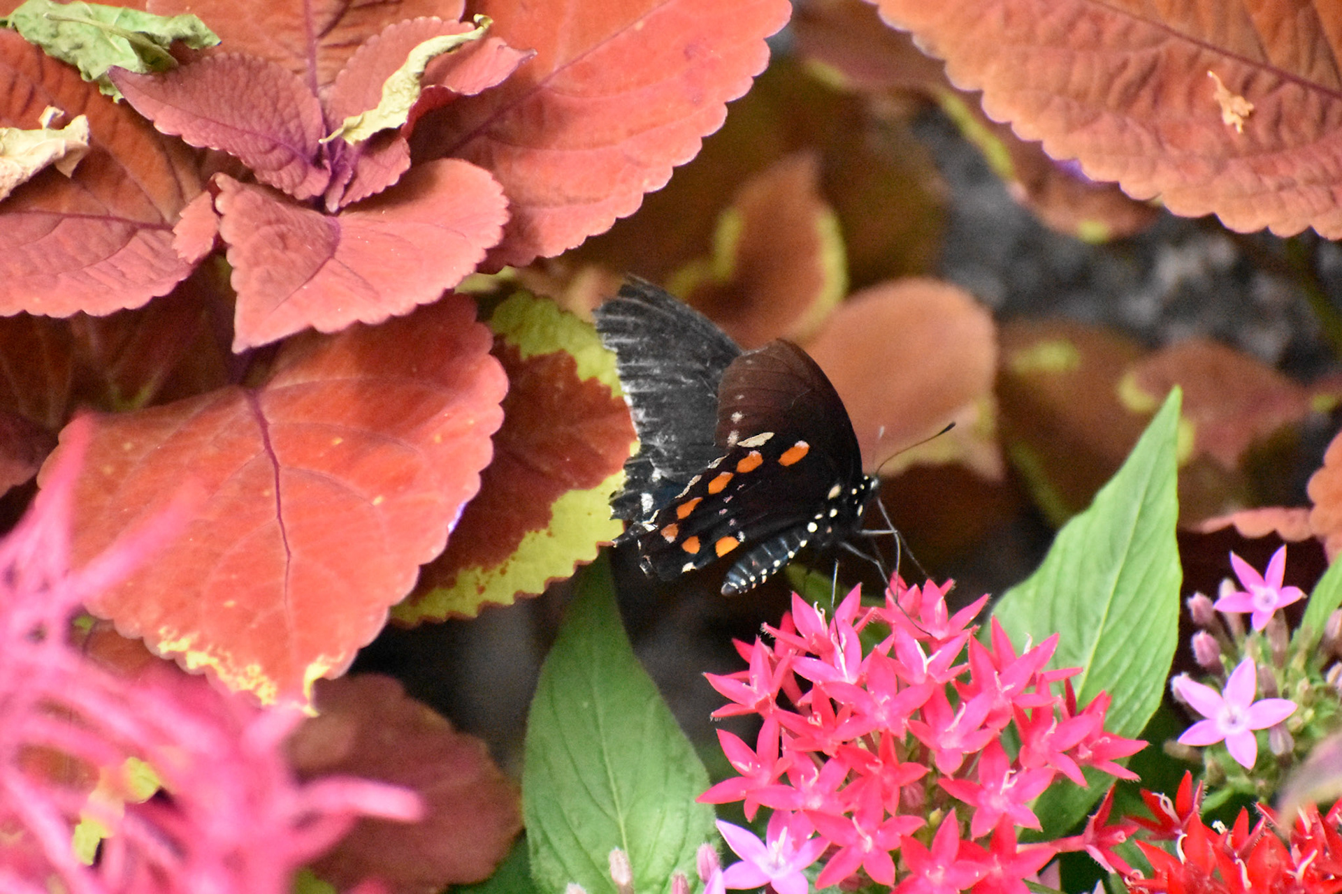 Red Spotted Purple Butterfly on Red Flowers