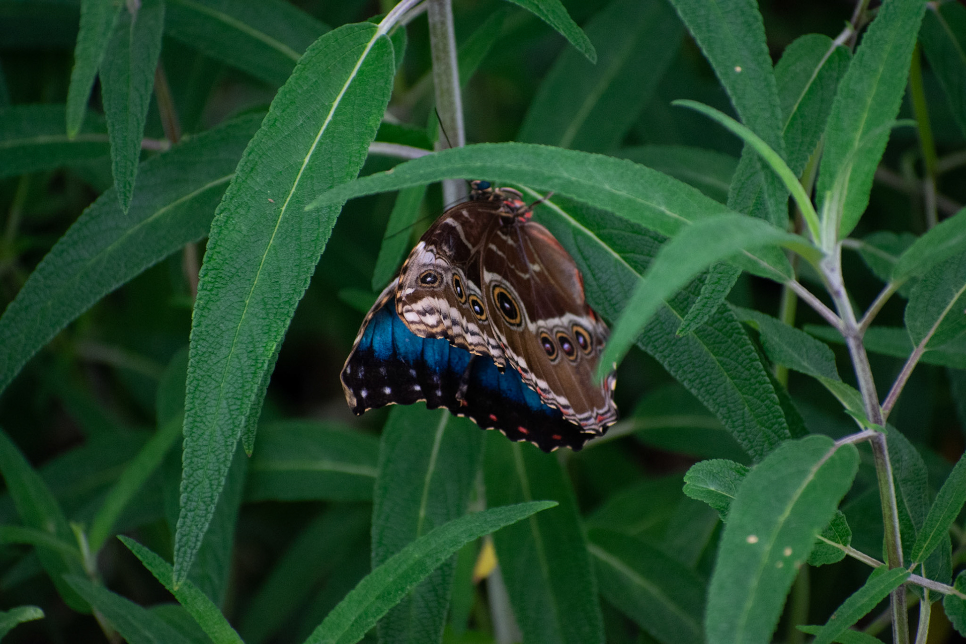 Blue Emperor Moth