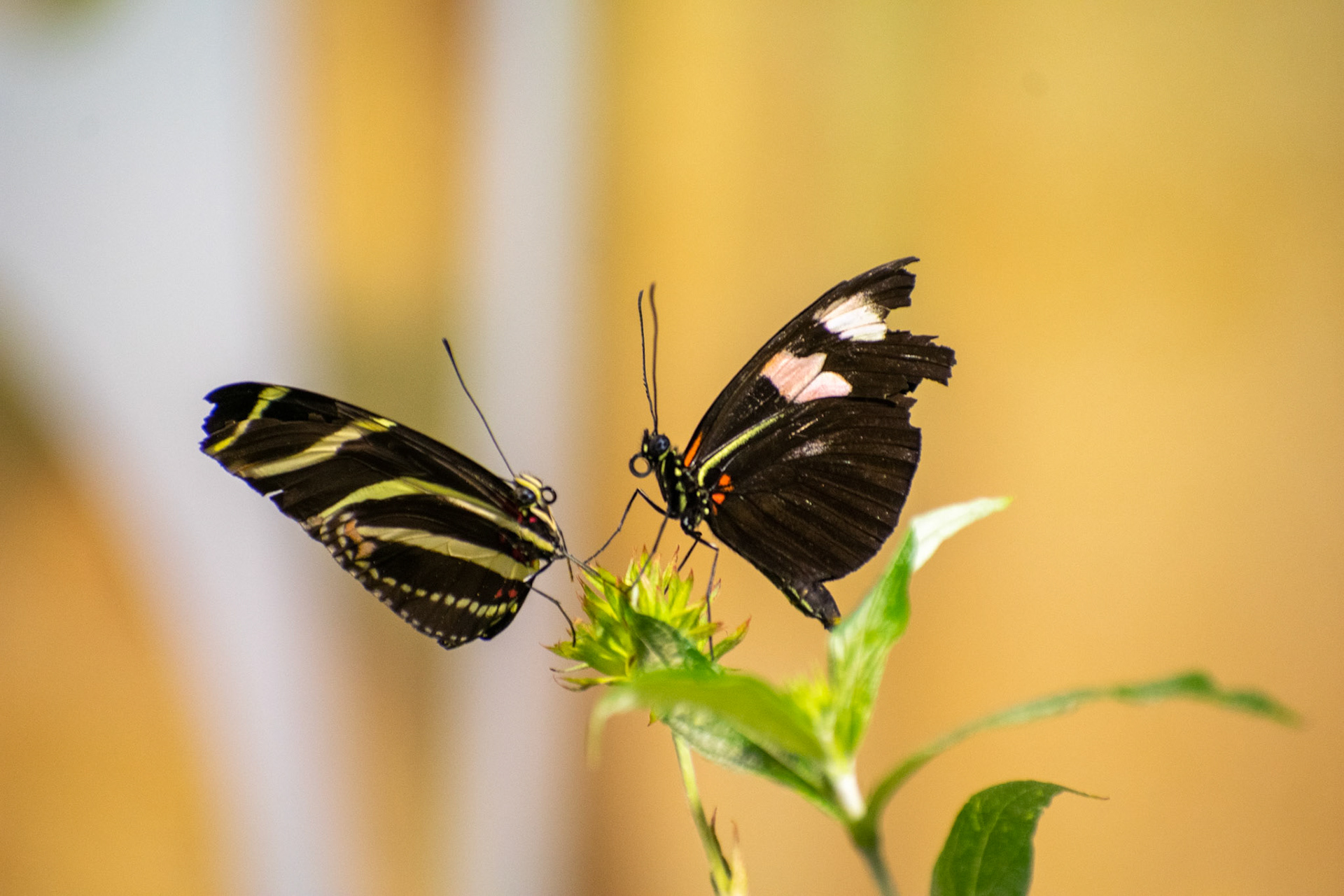 Butterfly Facing