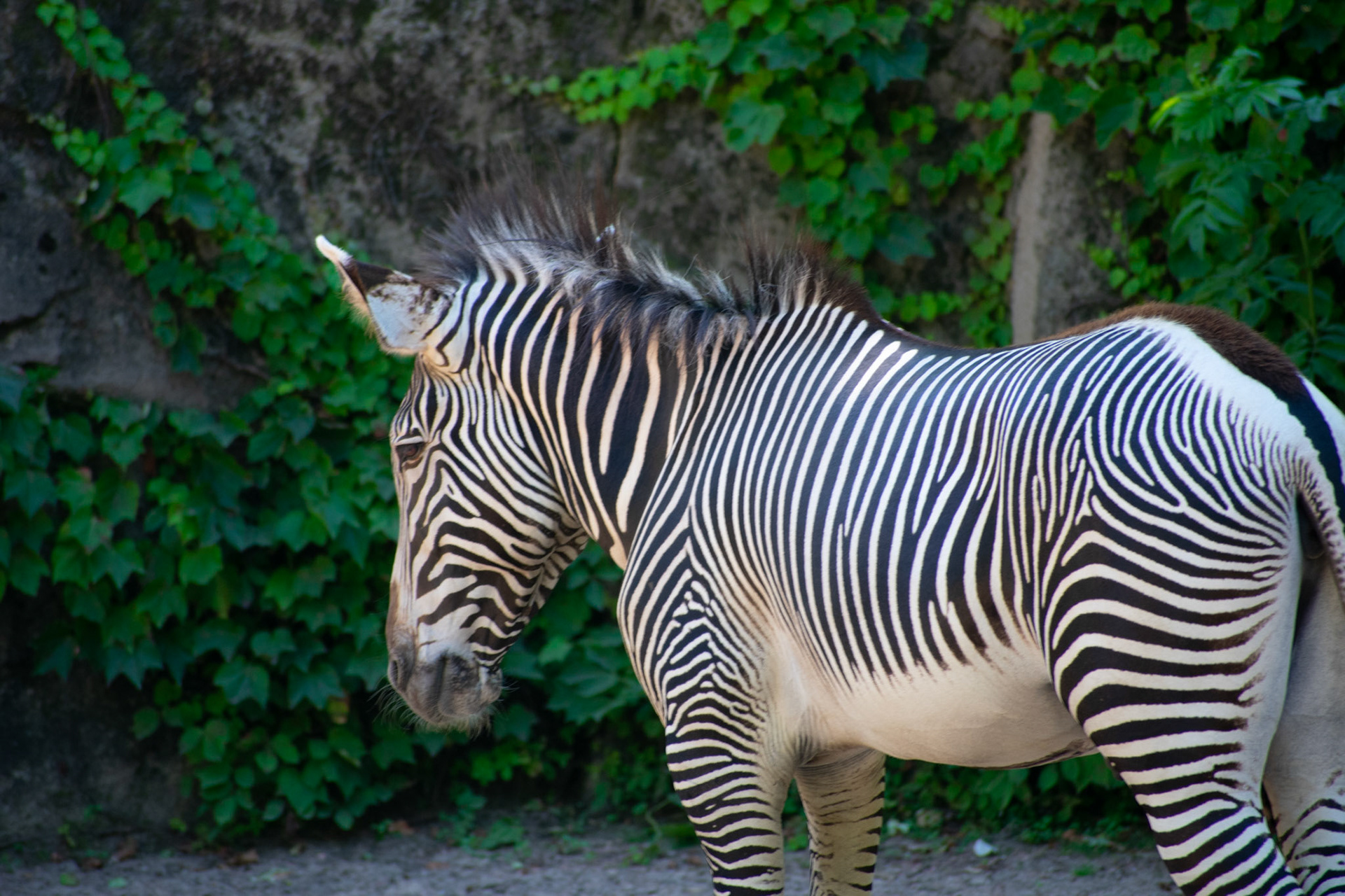 Zebra in Front of Vines