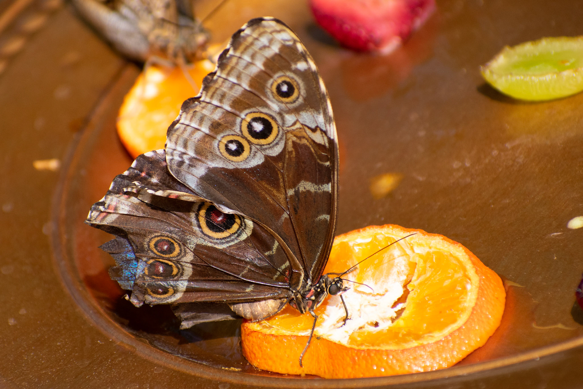 Blue Morpho on Orange