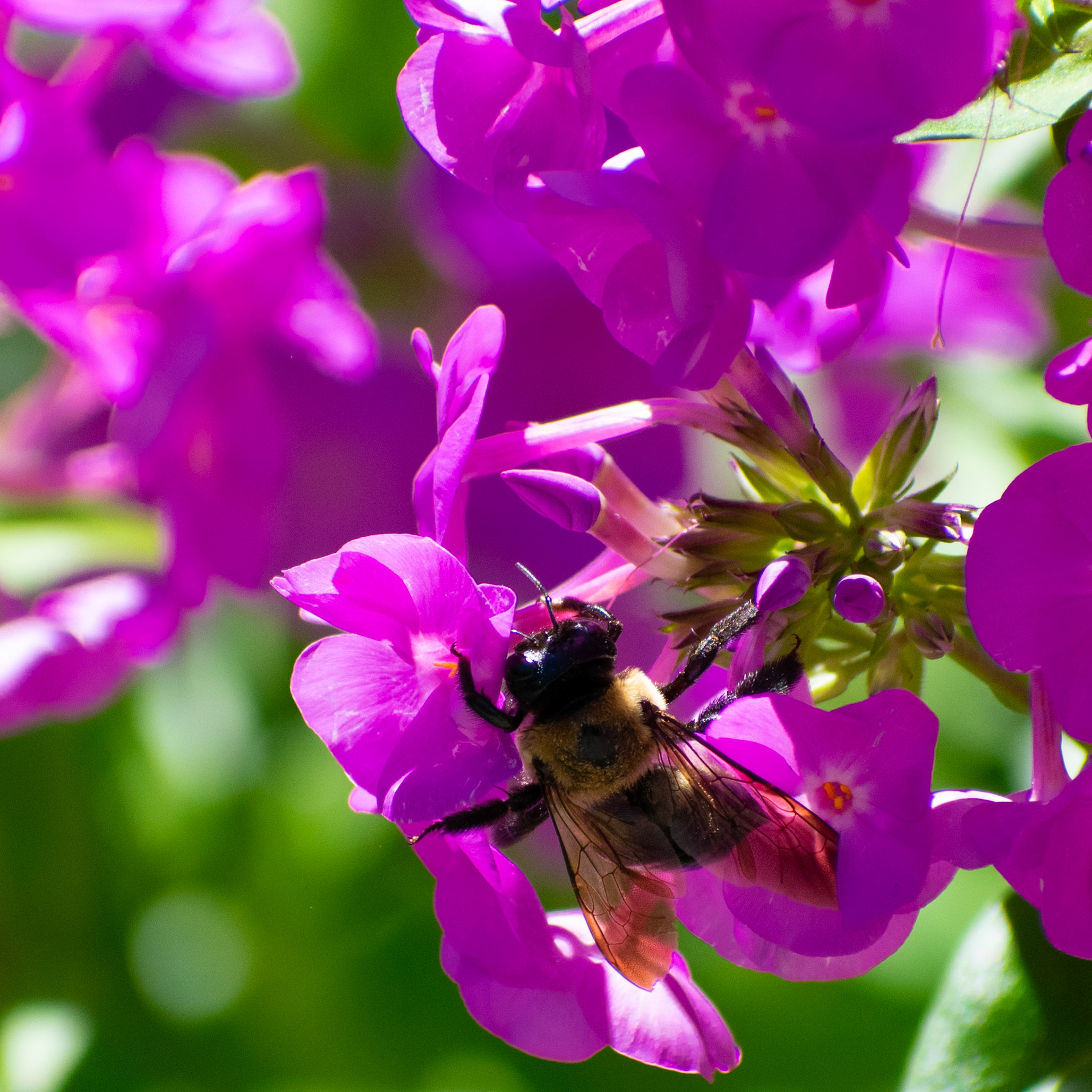 Bee on Purple Flowers