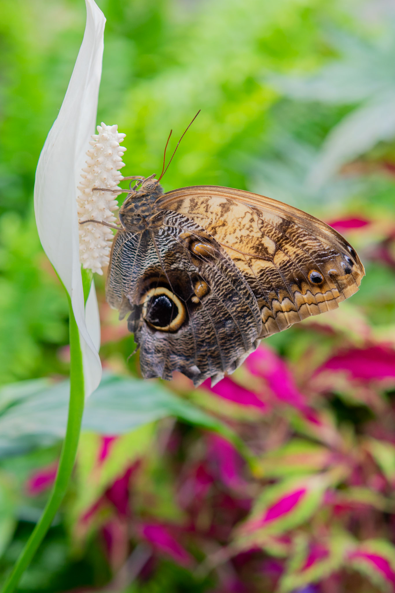 Owl Butterfly Drinking
