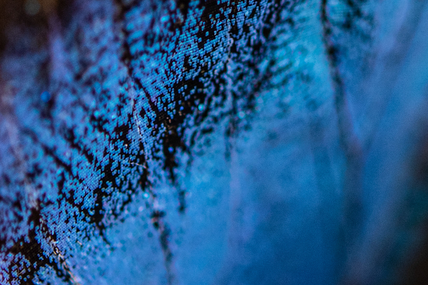 Blue Morpho Digital