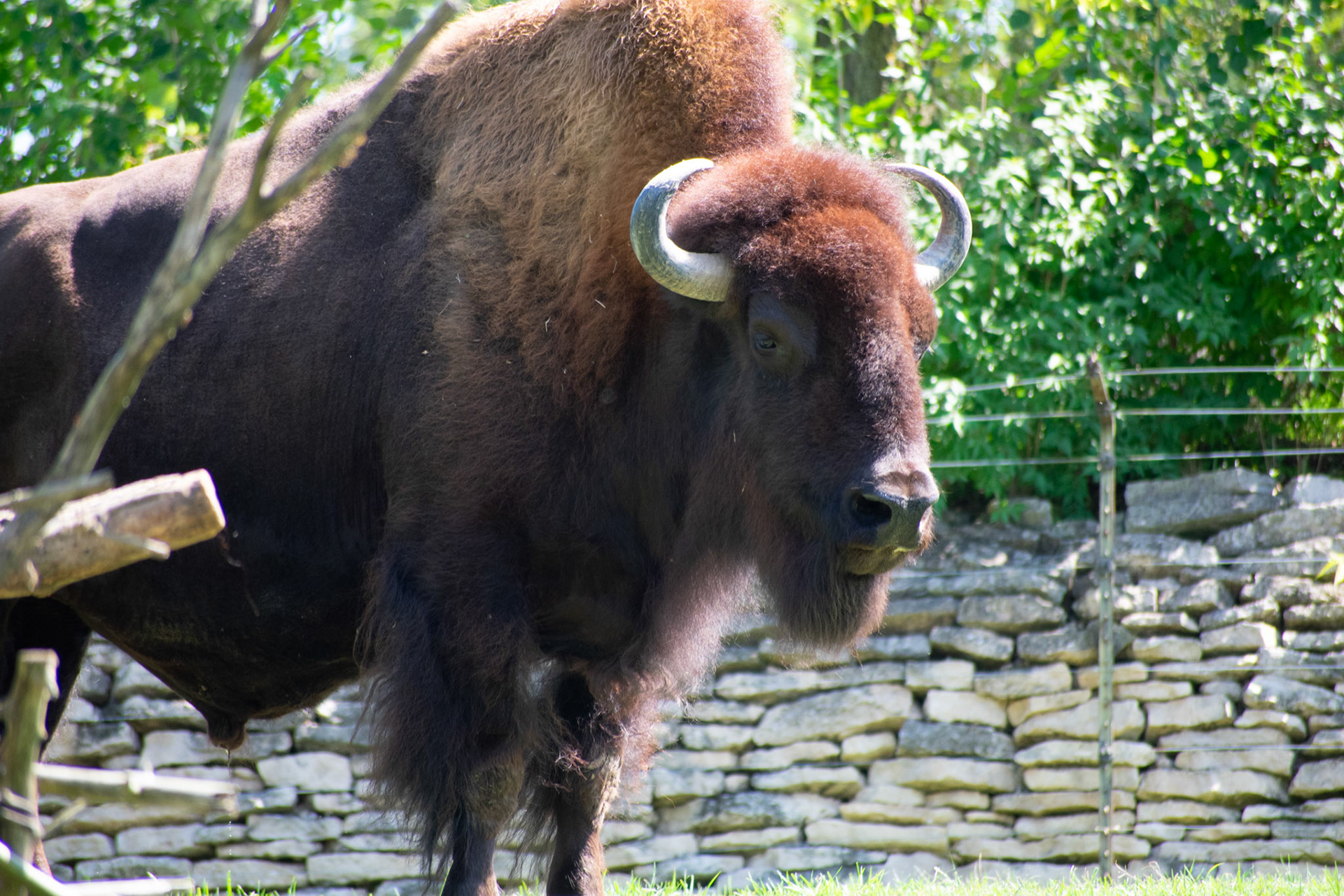 Buffalo in front on rock wall