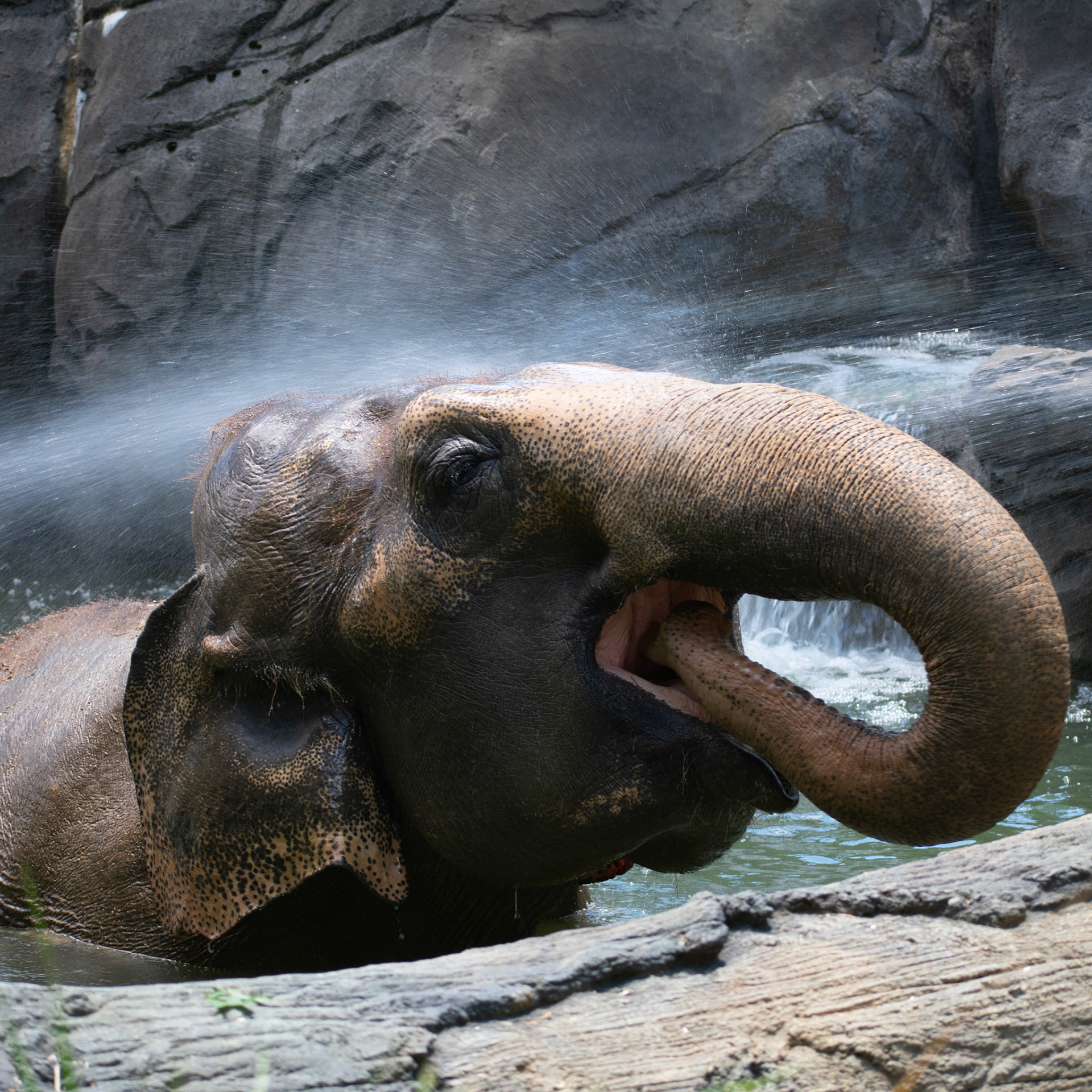 Elephant Drinking