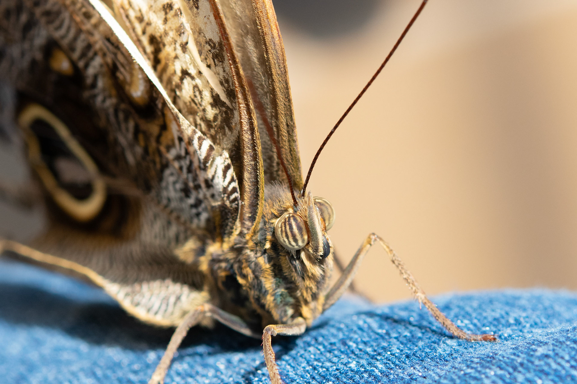 Owl Butterfly Face