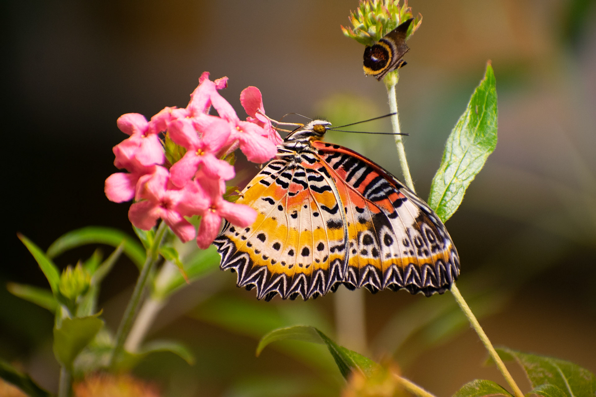 Leopard Lacewing on Flower