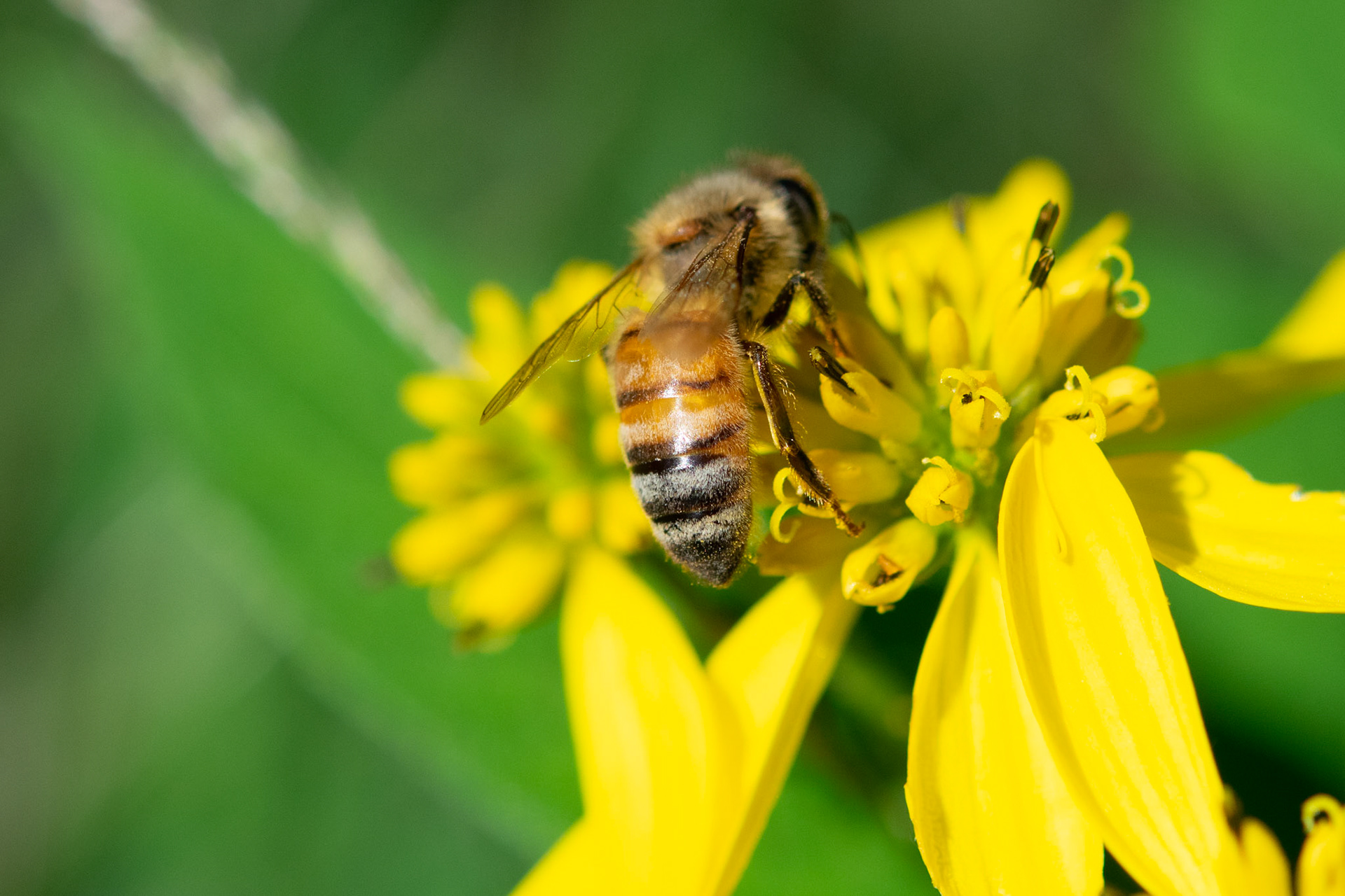 Bee on Yellow Flower