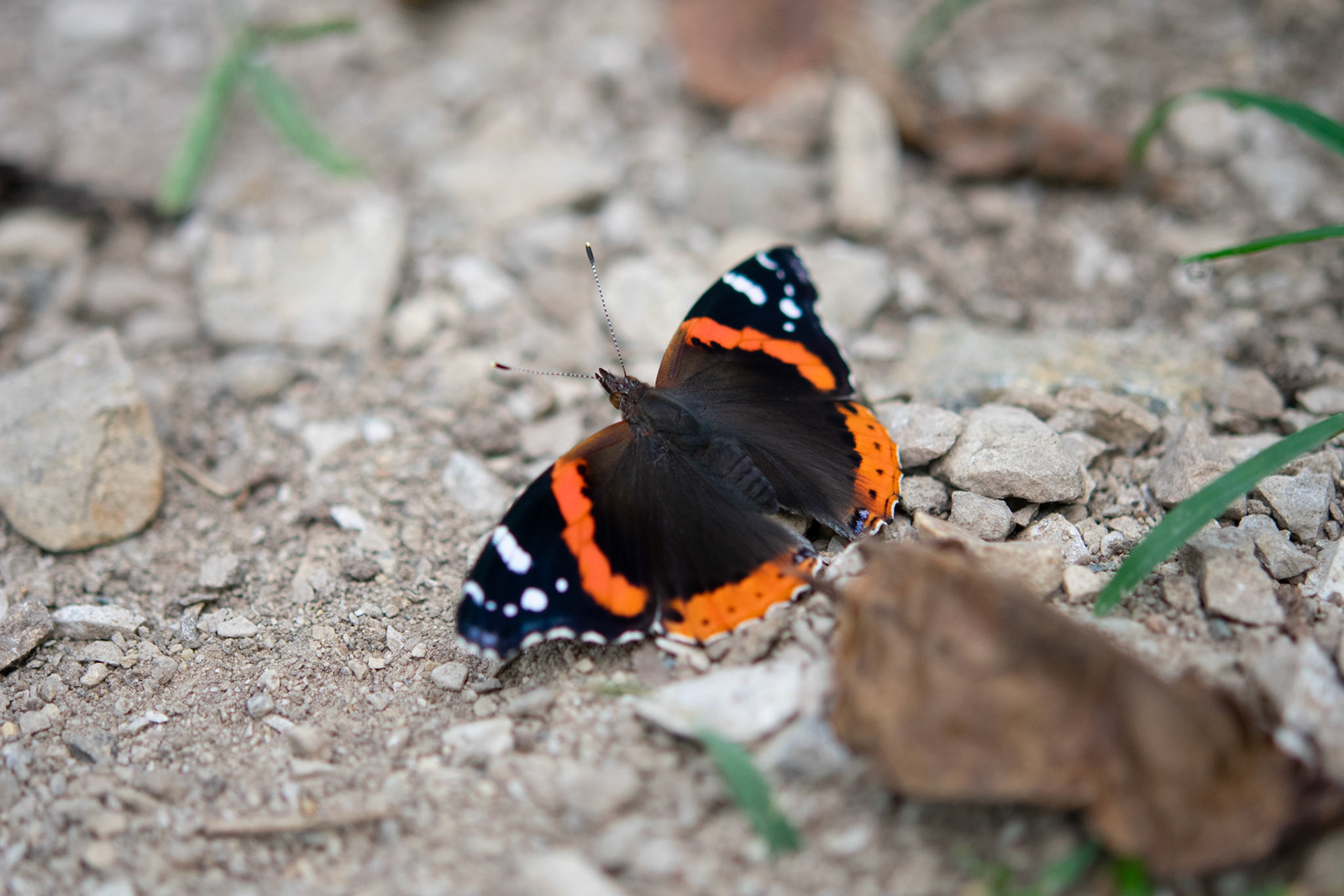 Red Admiral on Gravel Path