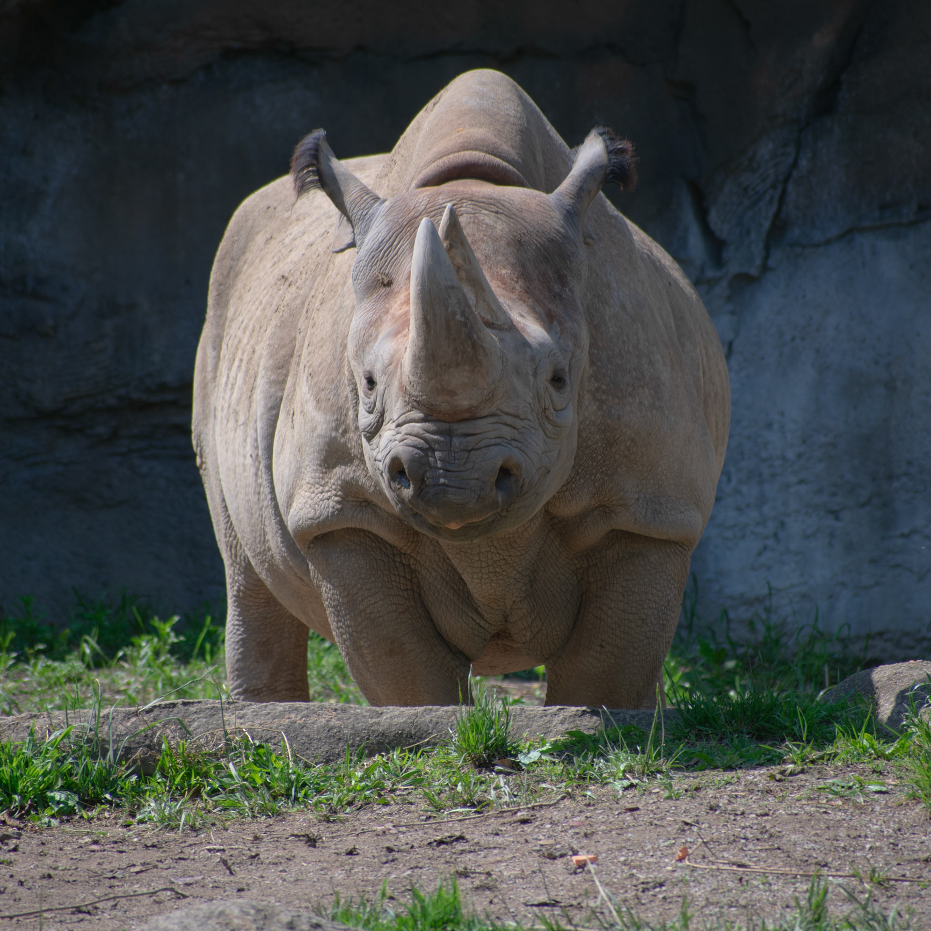 Seyia the Black Rhino