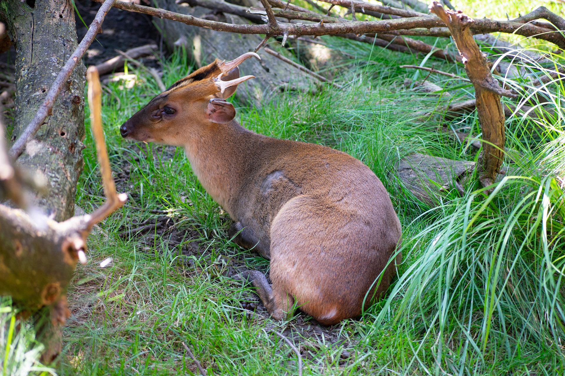 Reeves’s Muntjac in Grass Bed