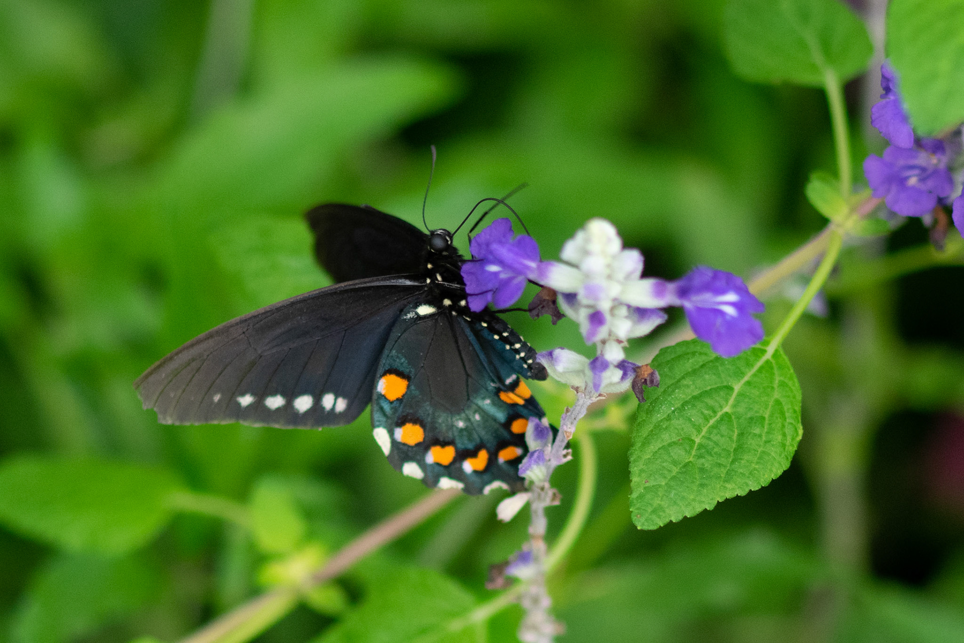 Red Spotted Purple Butterfly