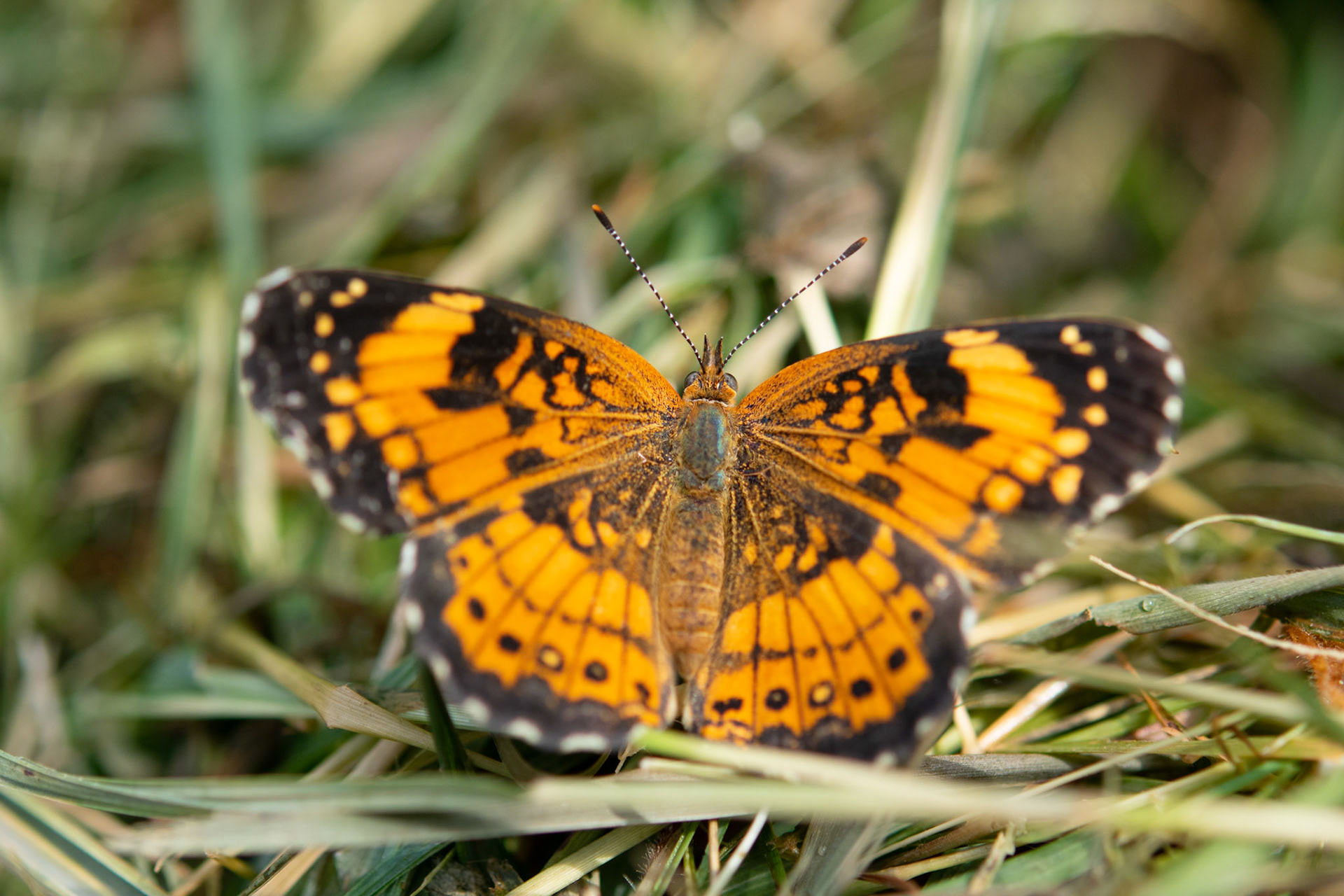 Silvery Checkerspot Butterfly