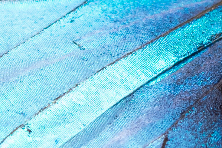 Blue Morpho Fingerprint