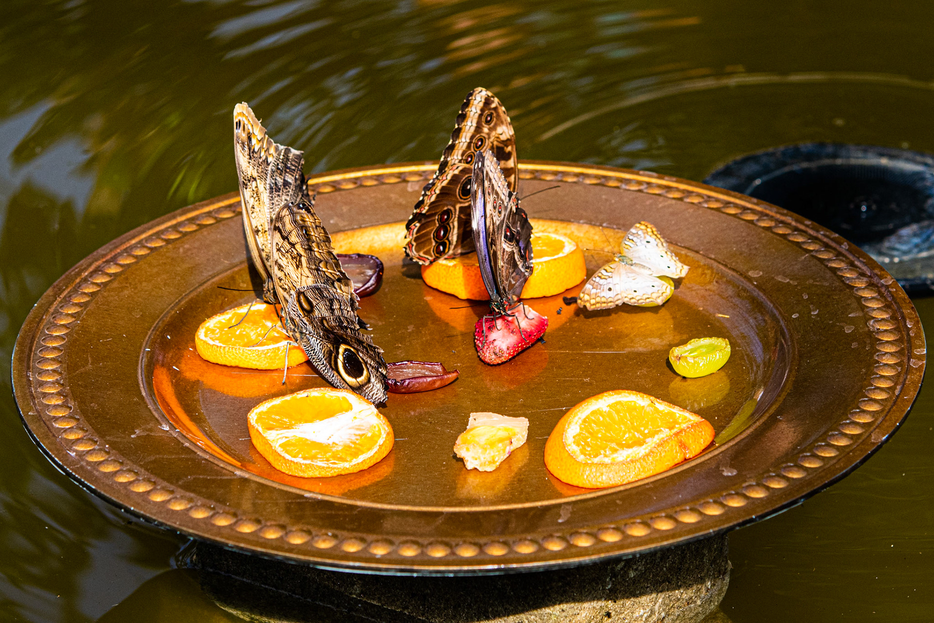 Owl and Morpho Eating Fruit