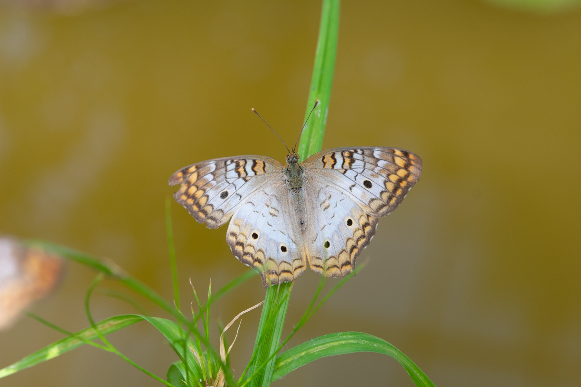 White Peacock on Grass