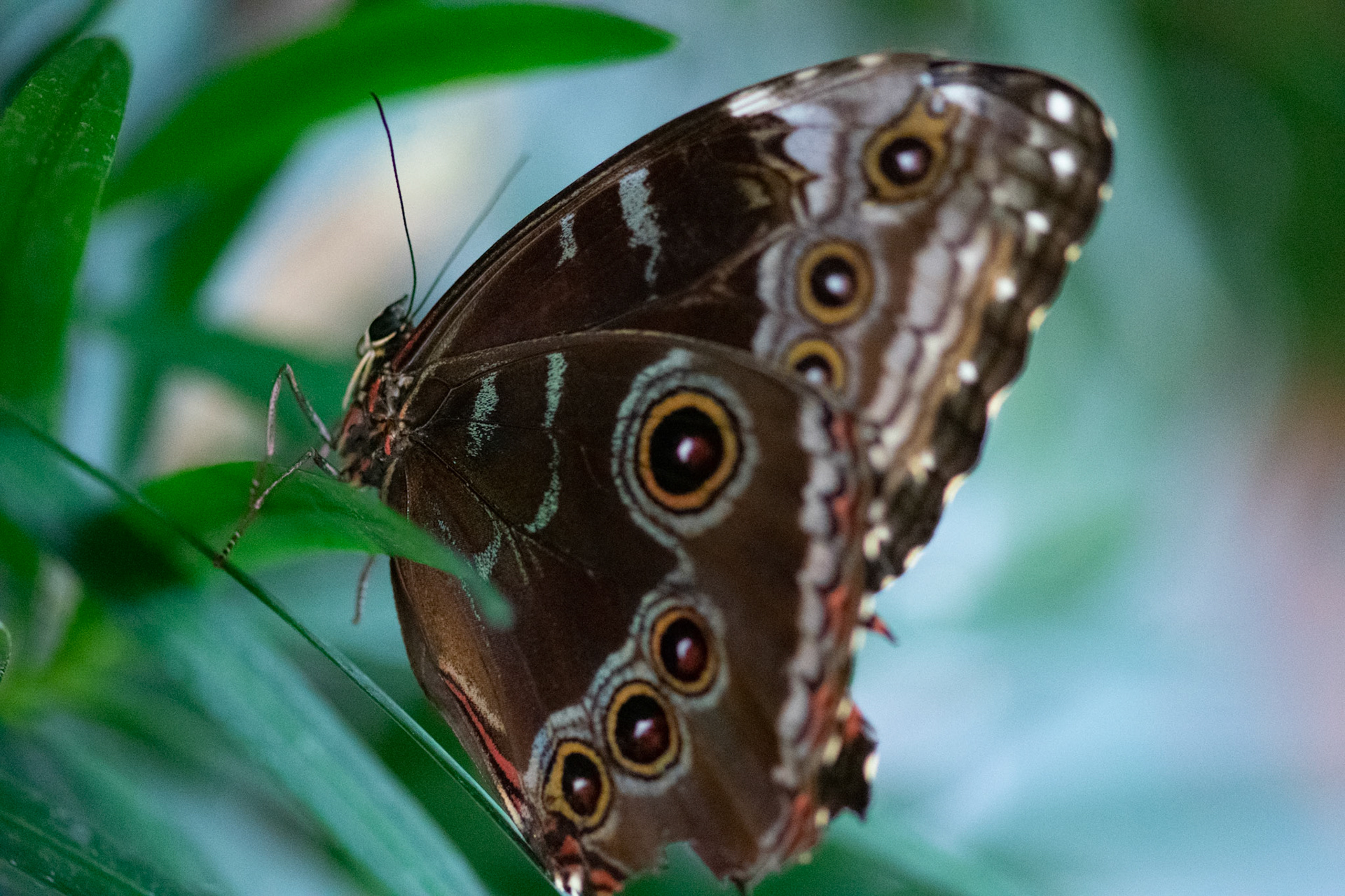 Emperor Moth On Green Leaves