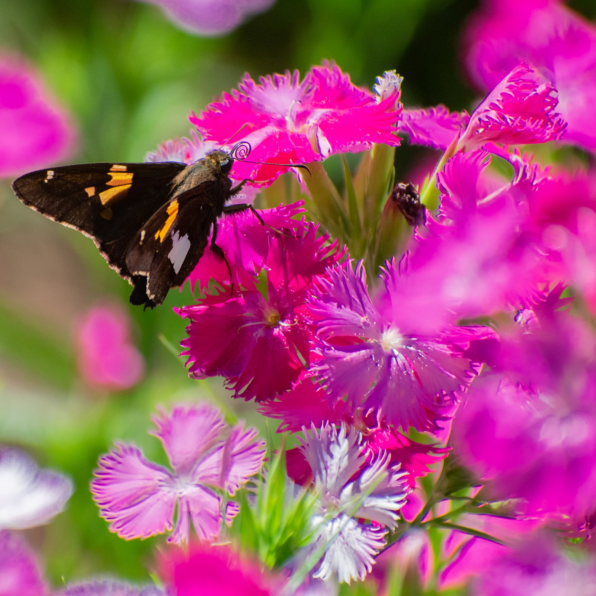 Butterfly on Pink Flowers