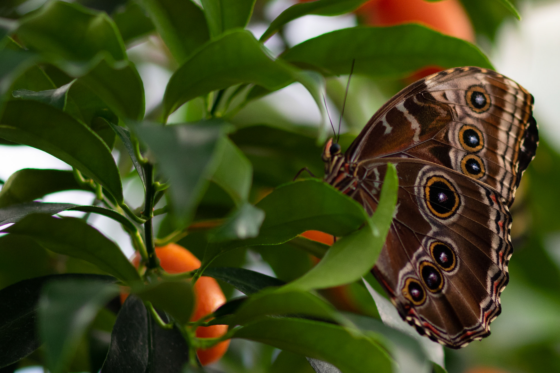 Emperor Moth Behind Leaves