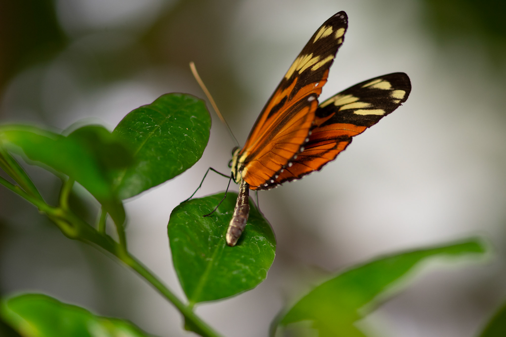 Milkweed Butterfly