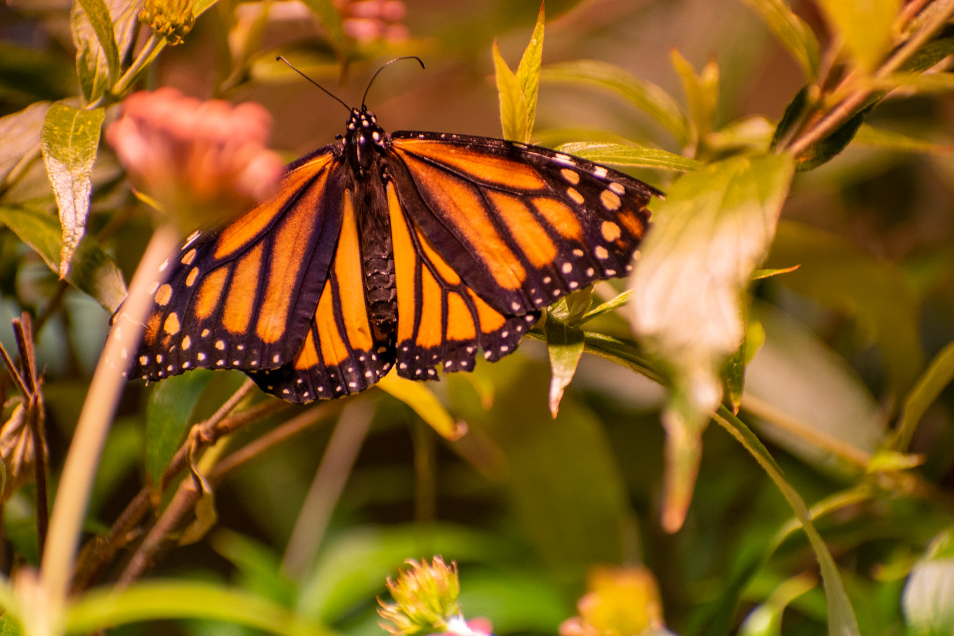 Monarch Wings Spread