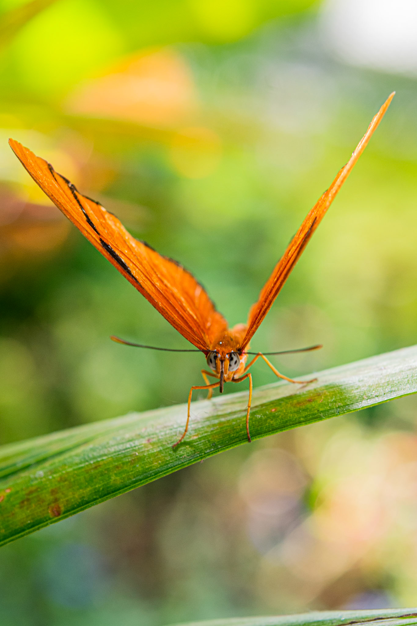 Orange Julia on Grass