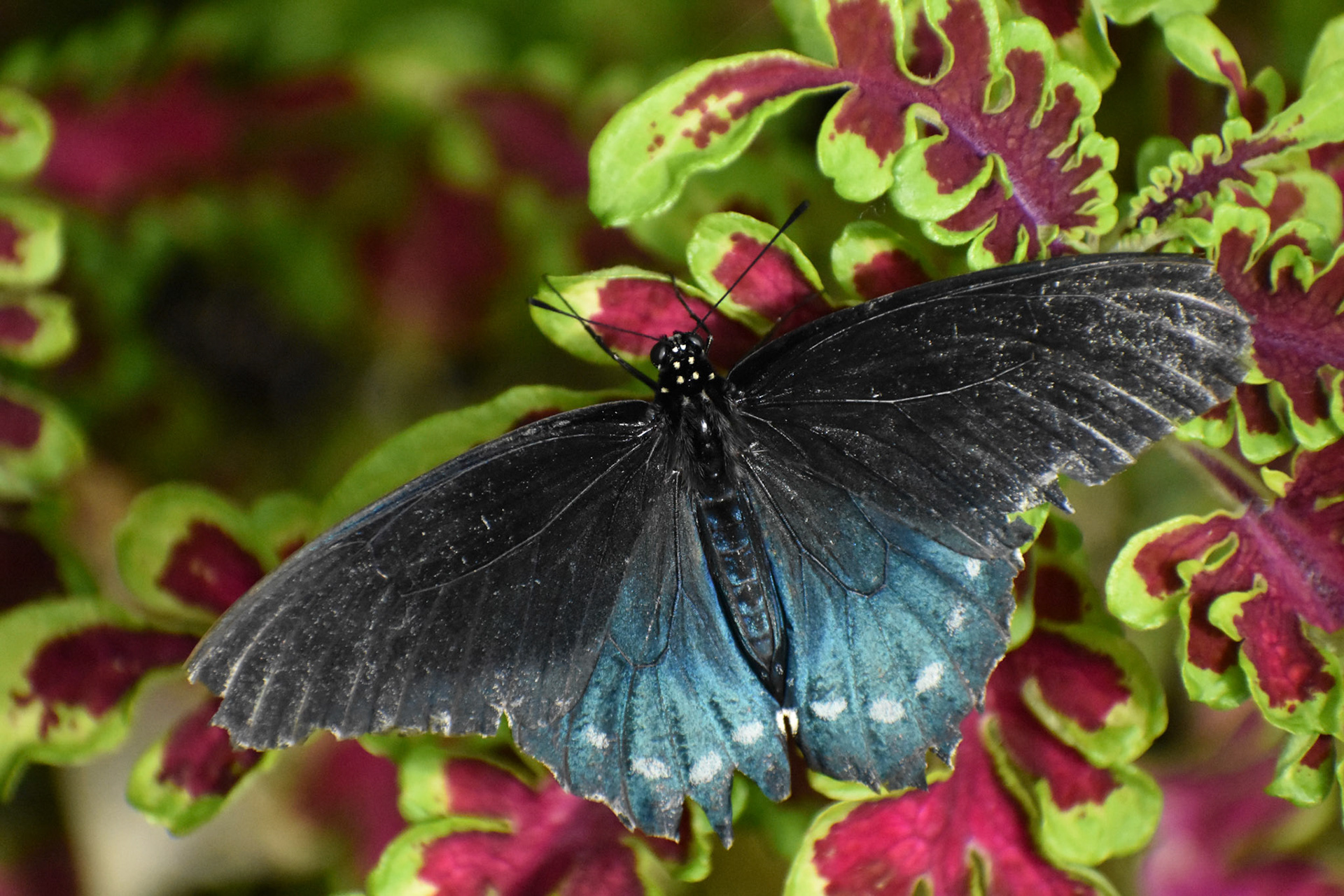 Tiger Swallowtail Butterfly