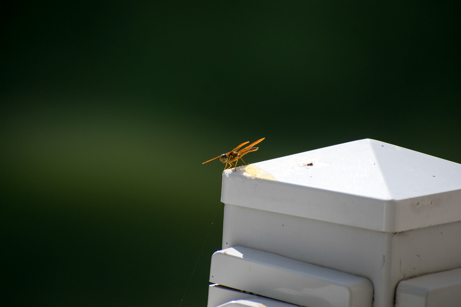 Dragonfly on Post