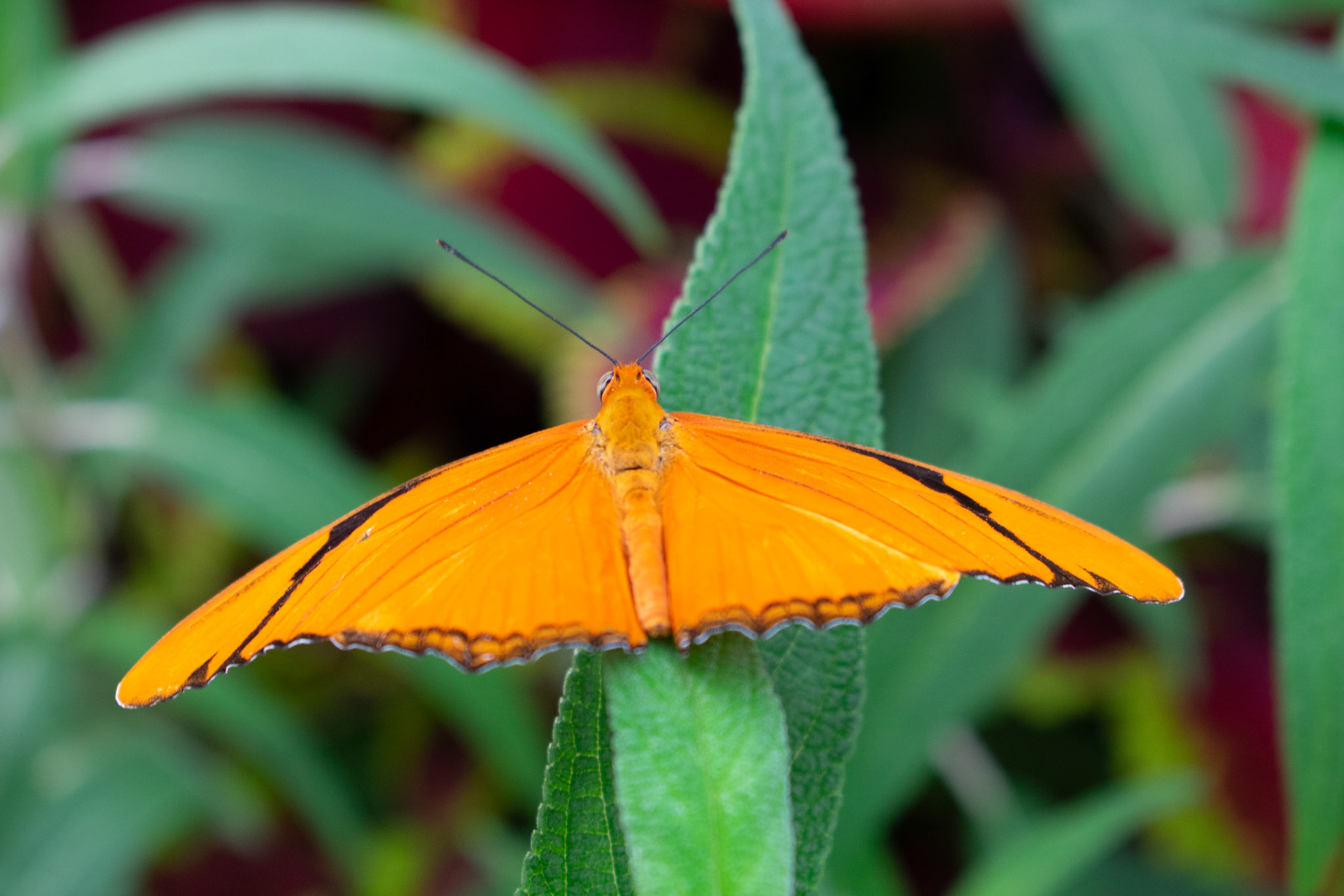 Orange Moth