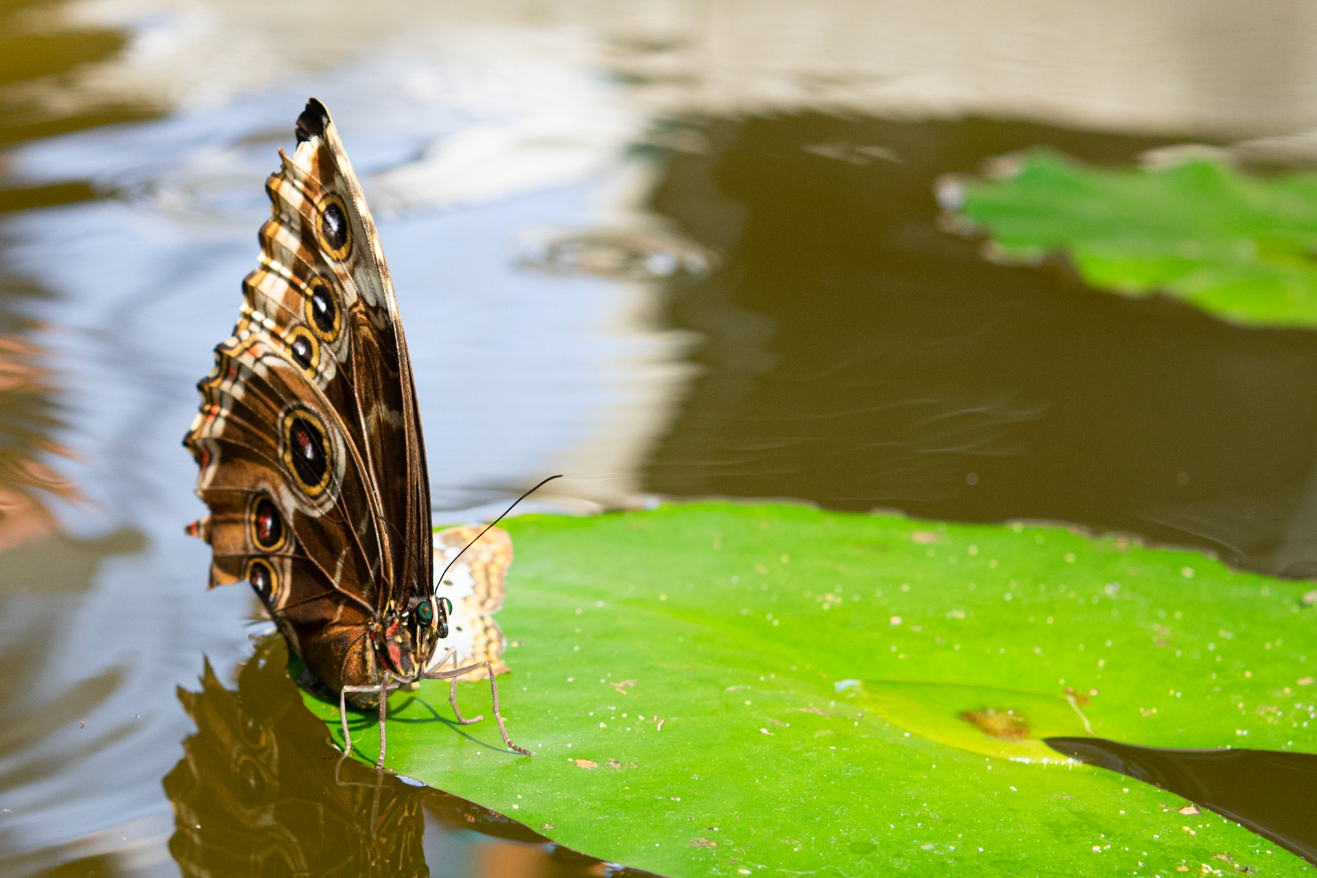 Blue Morpho on Lily Pad