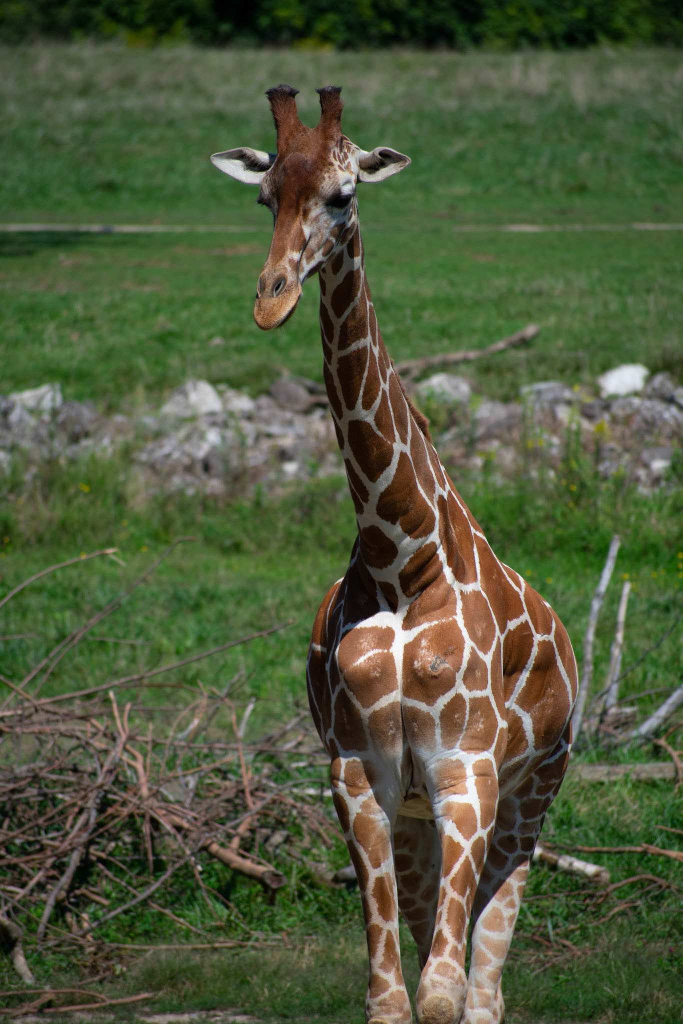 Giraffe on Lawn