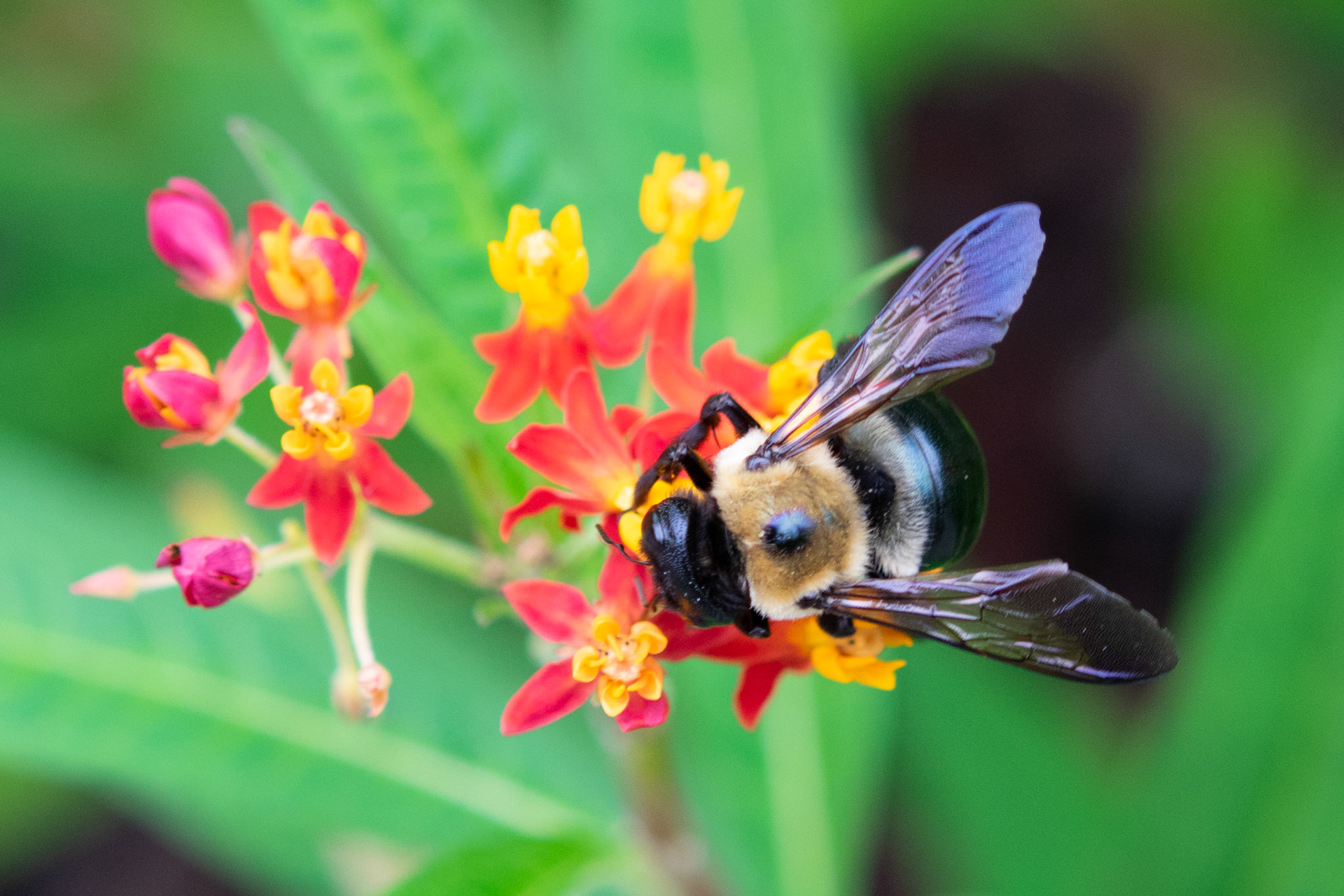 Honey Bee on Yellow and Red Flowers