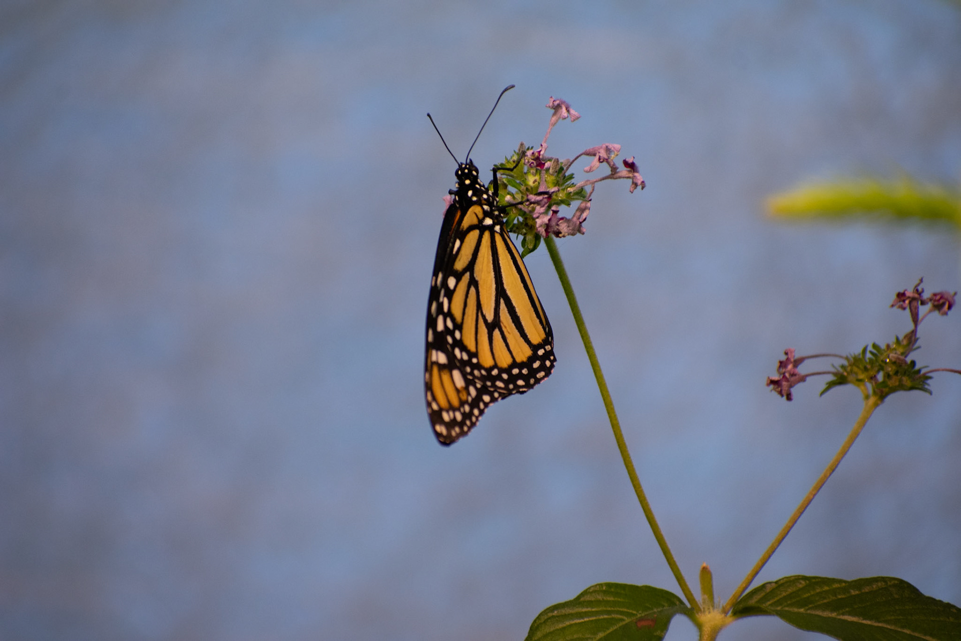 Hanging Monarch