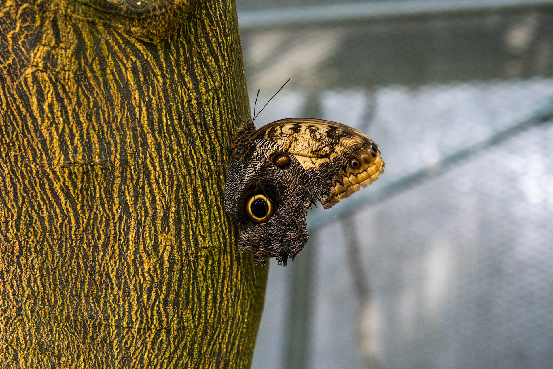 Owl Butterfly on Tree