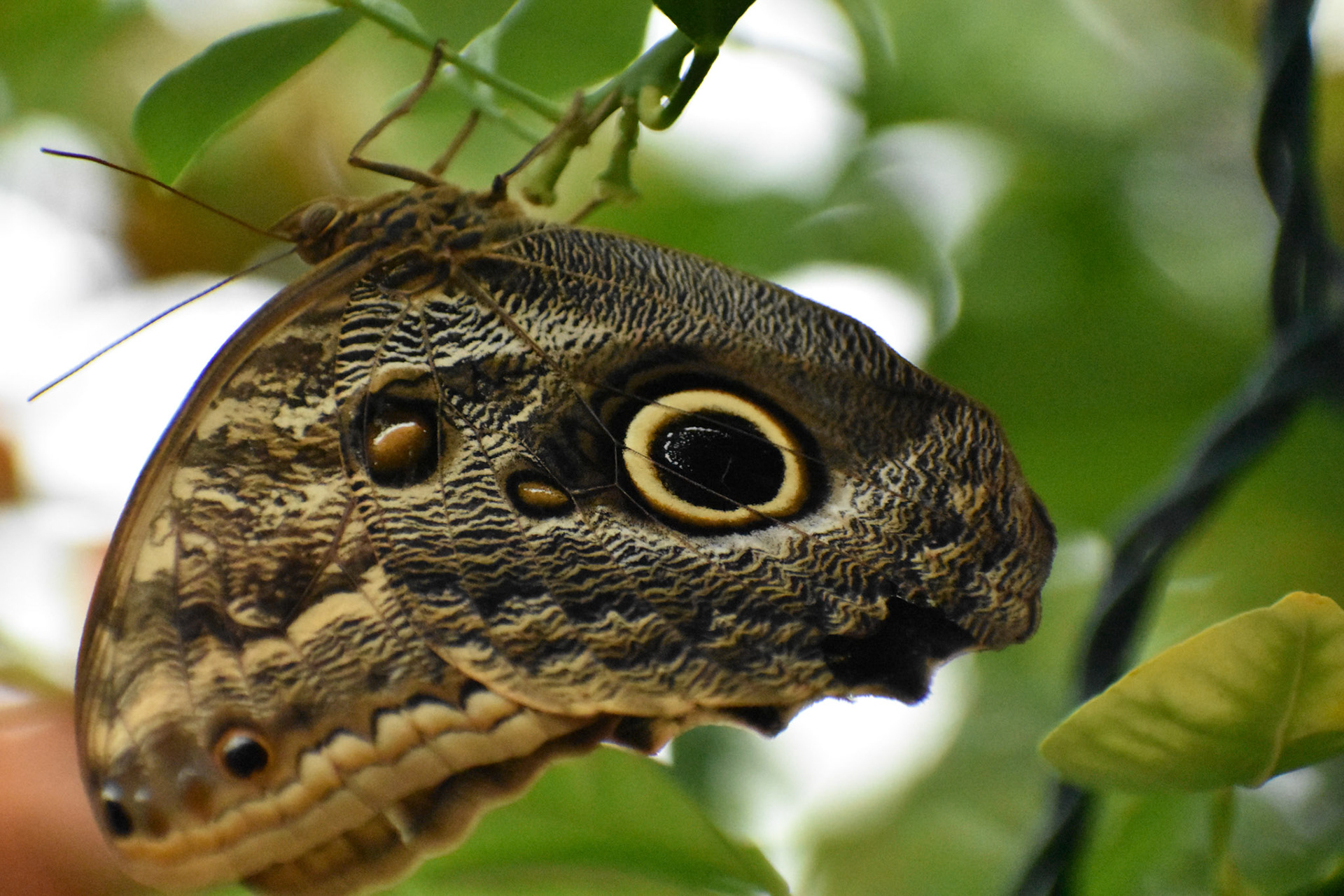 Upside Down Emperor Moth