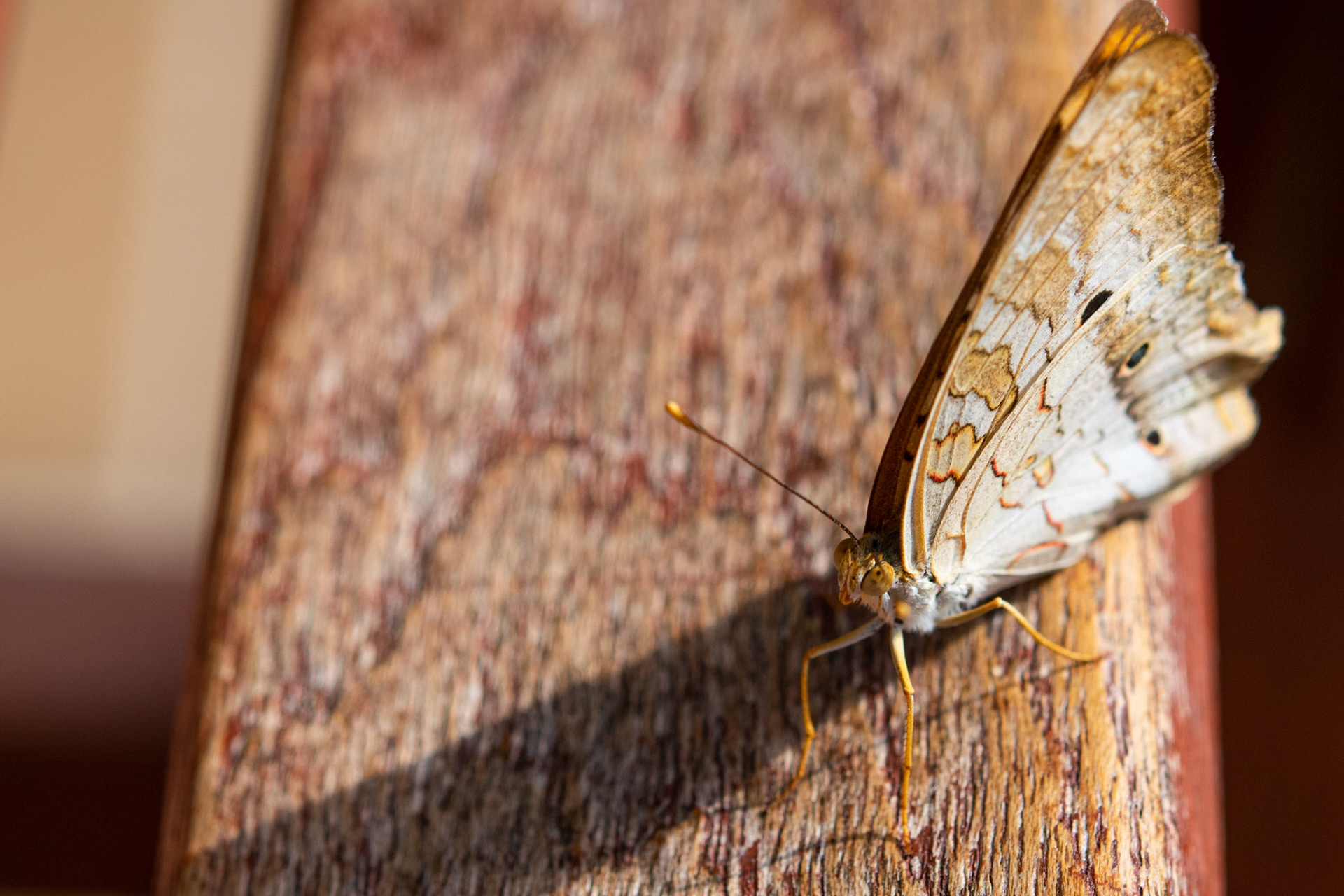 White Peacock Butterfly