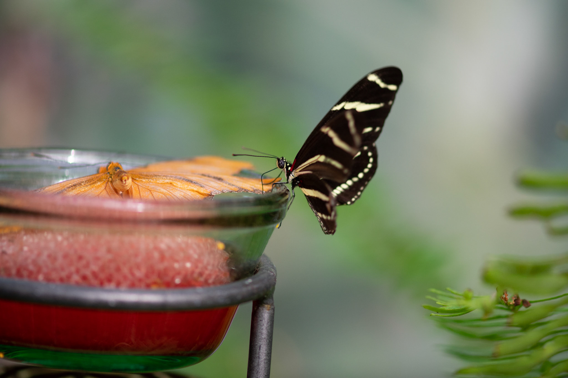 Zebra Longwing Butterfly on Jar