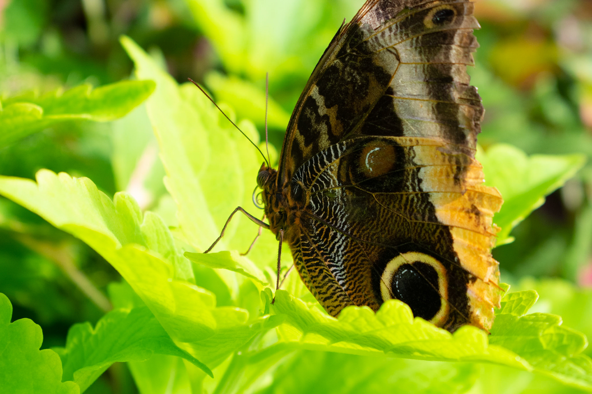 Emperor Moth on Leaves