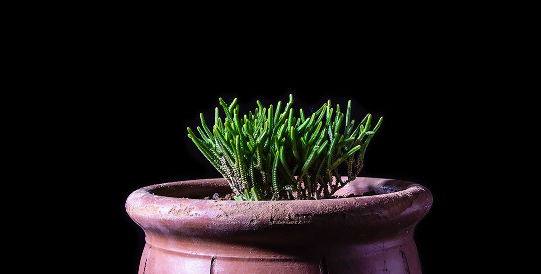 Green Fingers