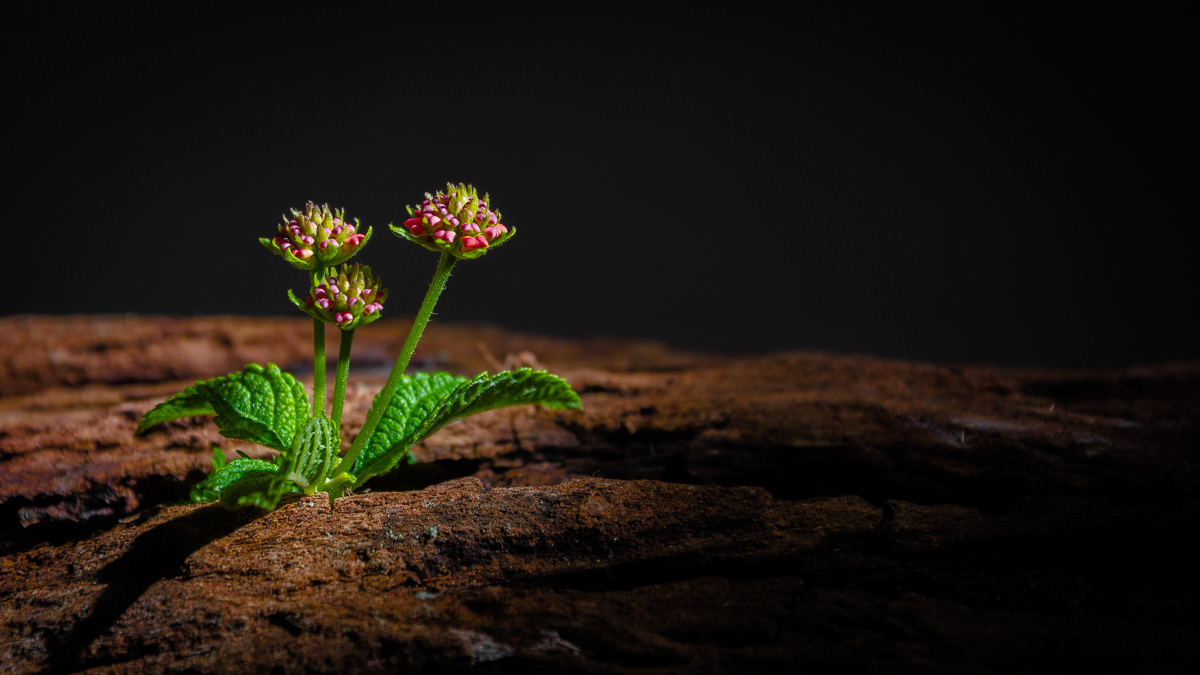 Little Garden - 2